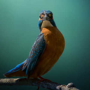 Gerlando Montante 摄影师