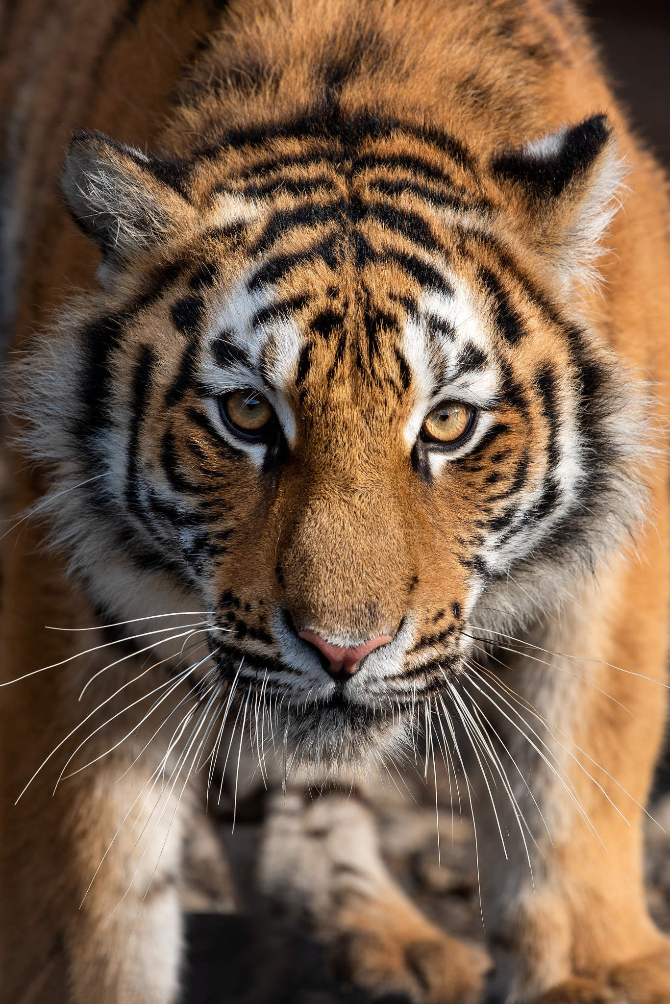 close up view portrait of a siberian tiger