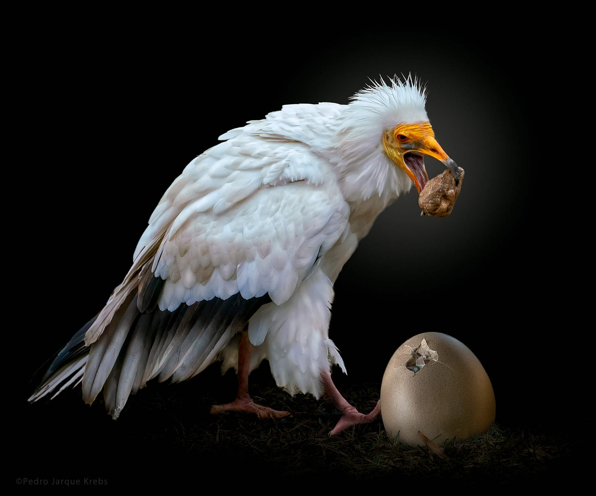 egyptian vulture egg breaker