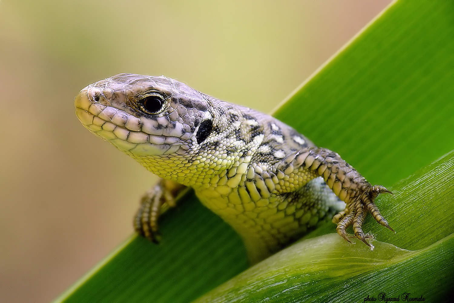 portrait of a contented lizard