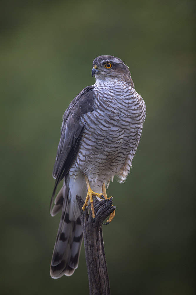 sparrowhawk