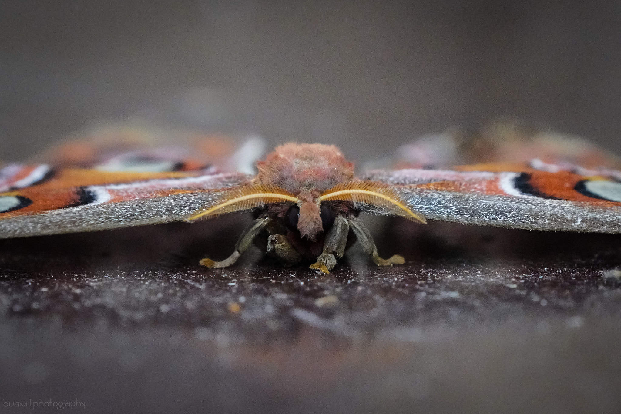 atlas moth (attacus atlas)