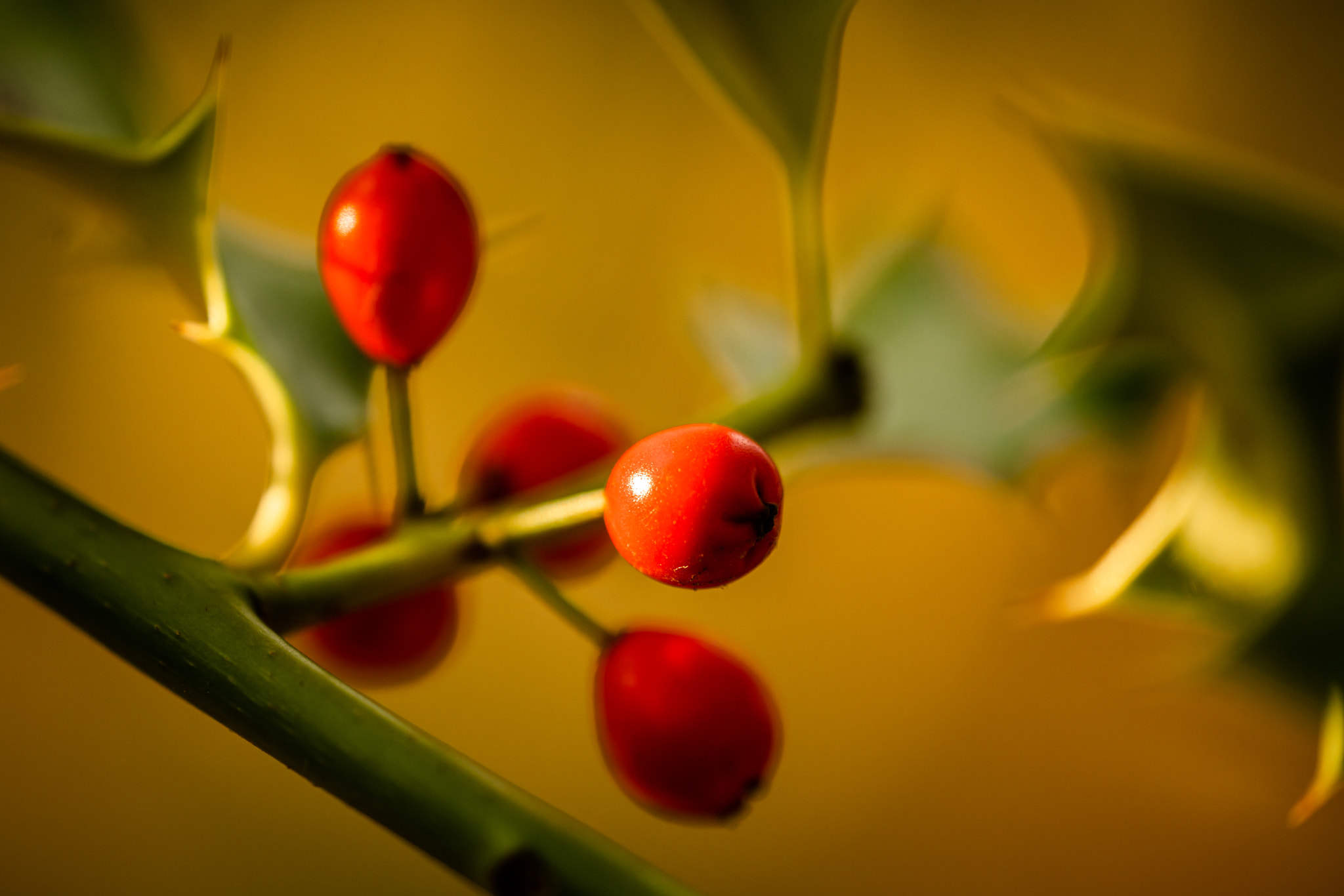 five red berries