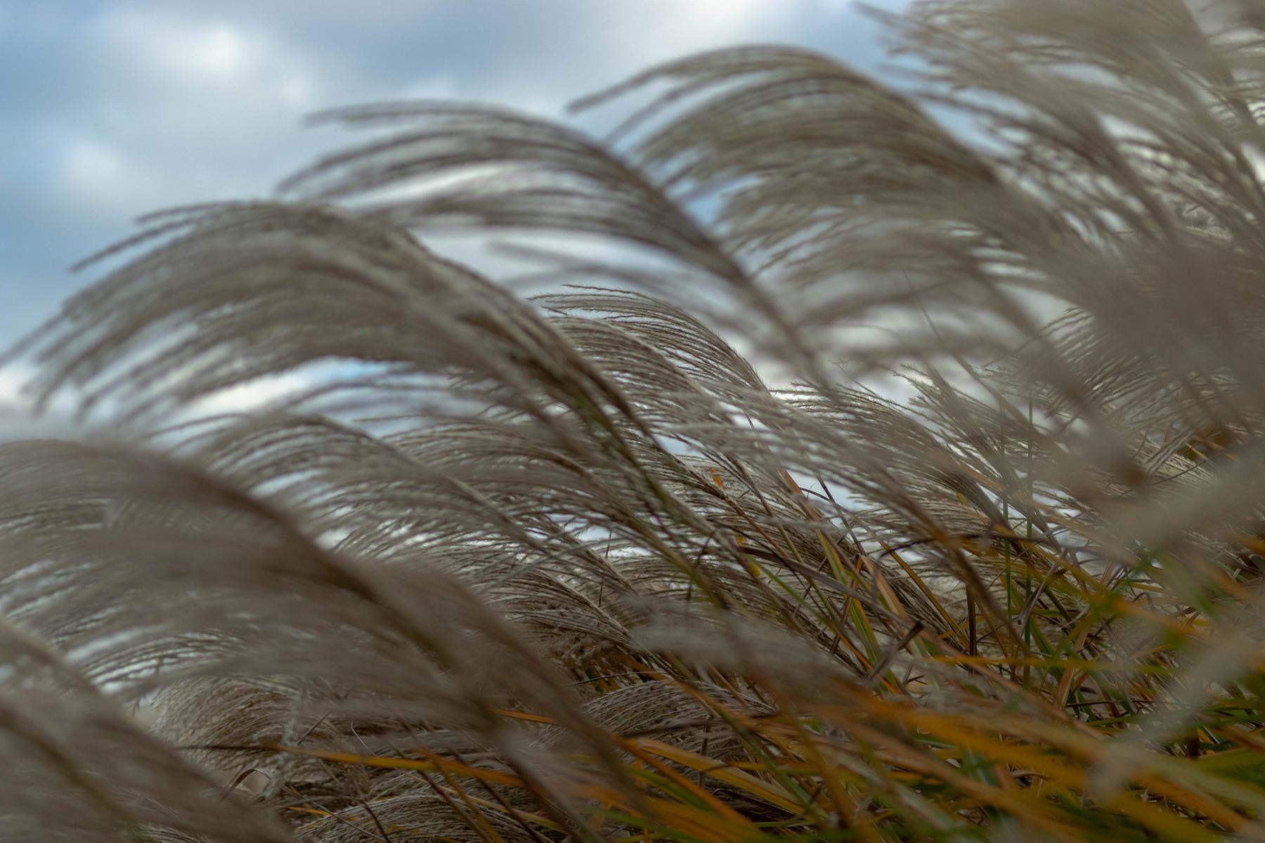 wind blows in the reed