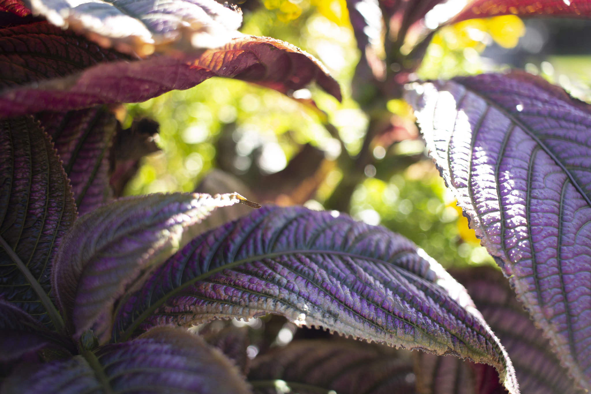 purple leaves and green bokeh.