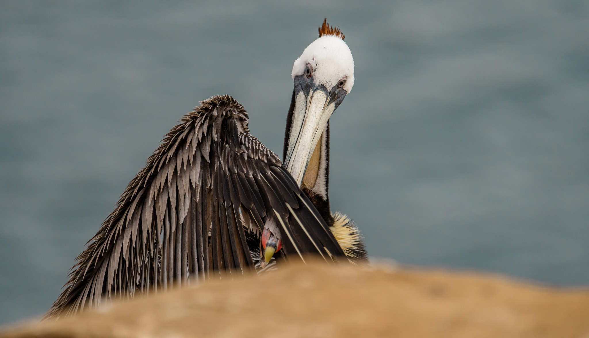 brown pelican morning preen (858)