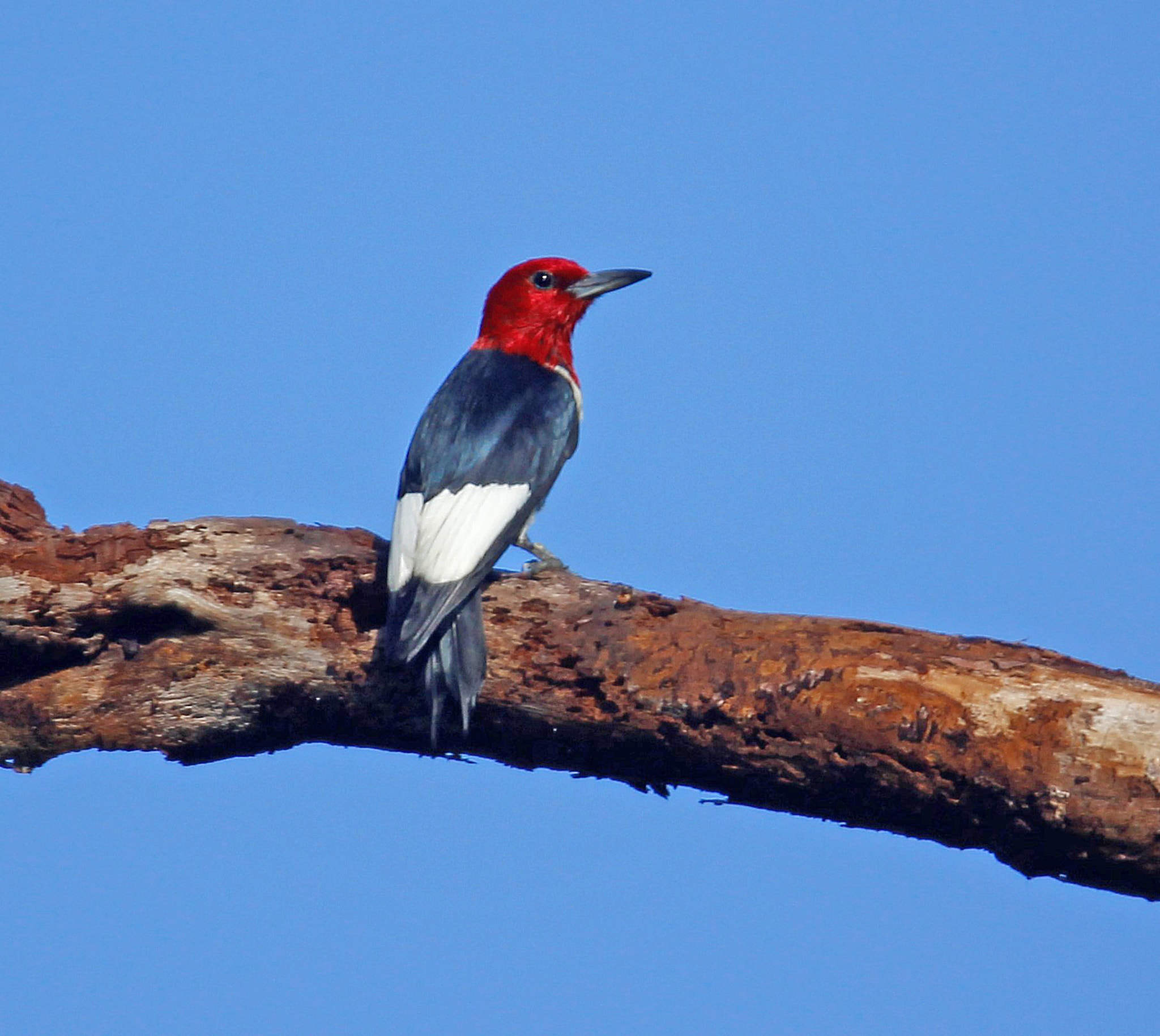 red-headed woodpecker