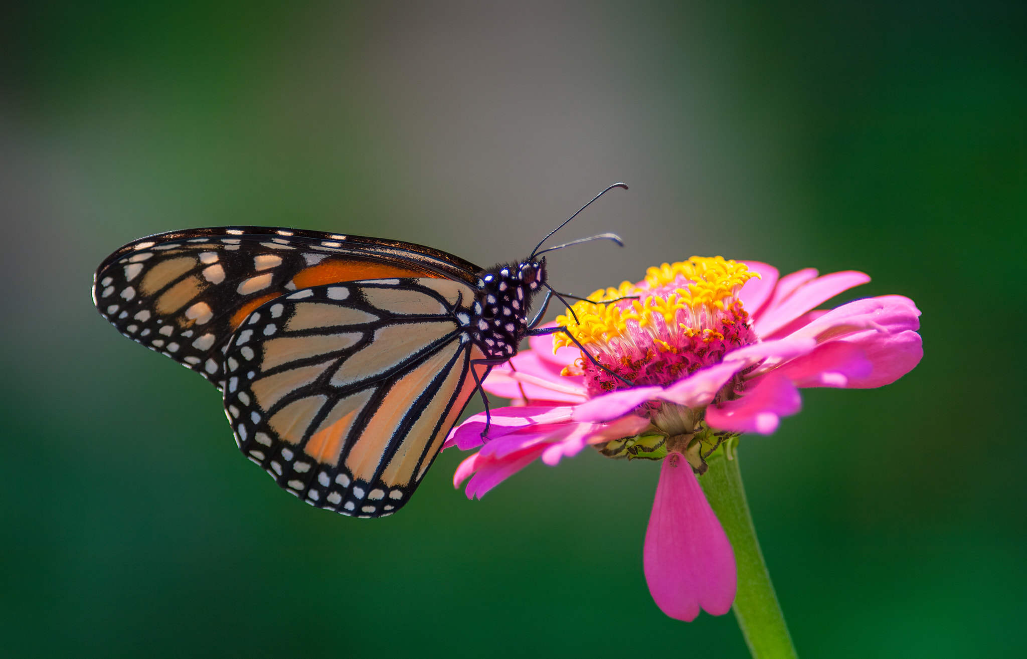 monarch butterfly