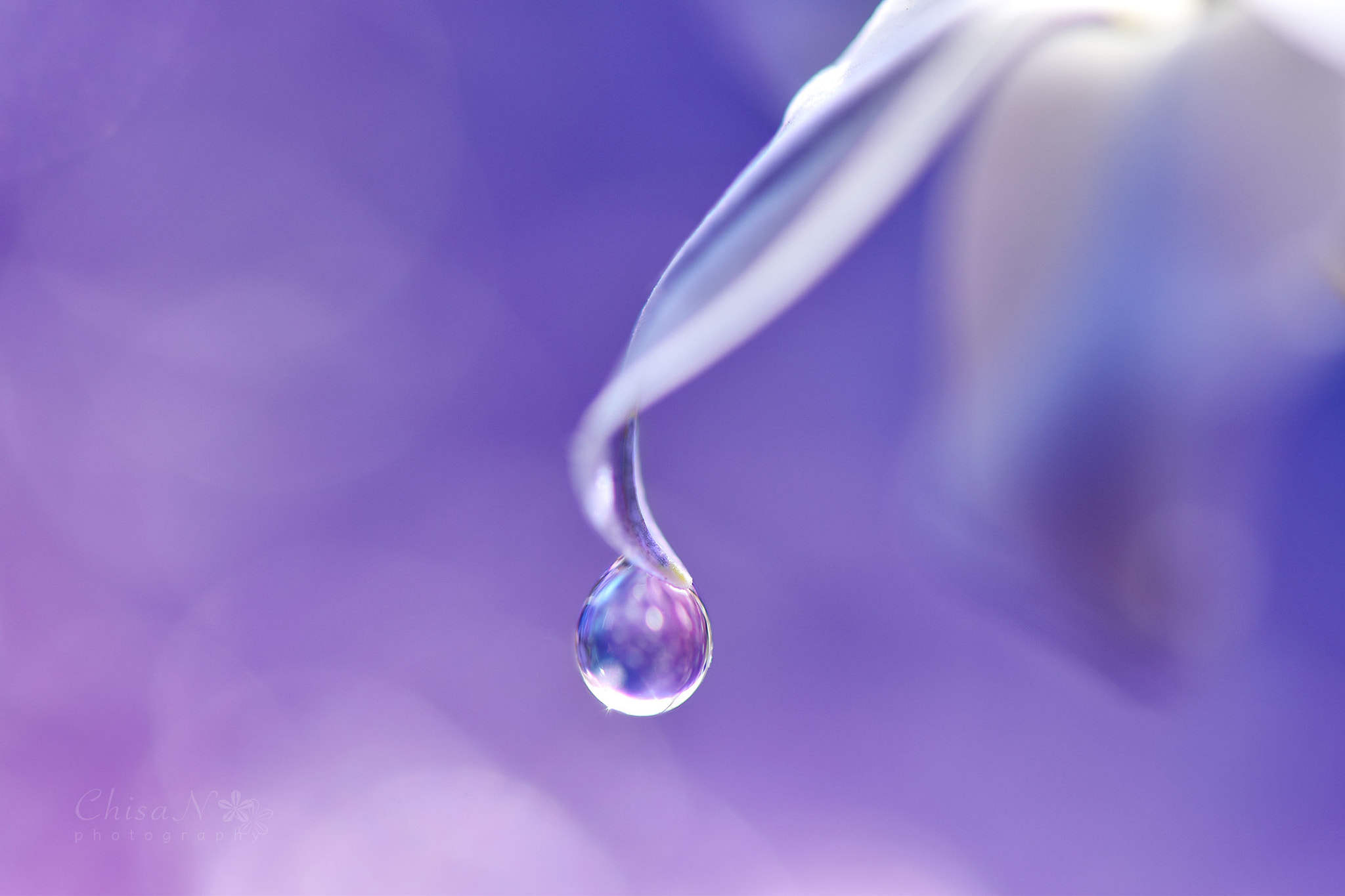 violet drop