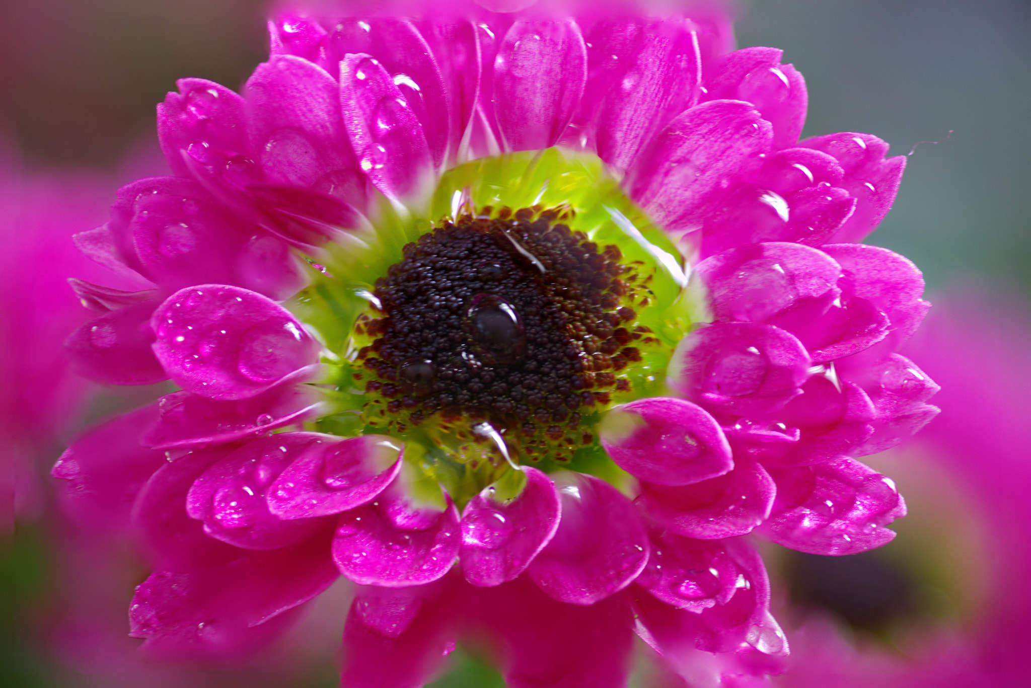 flower with drops of water