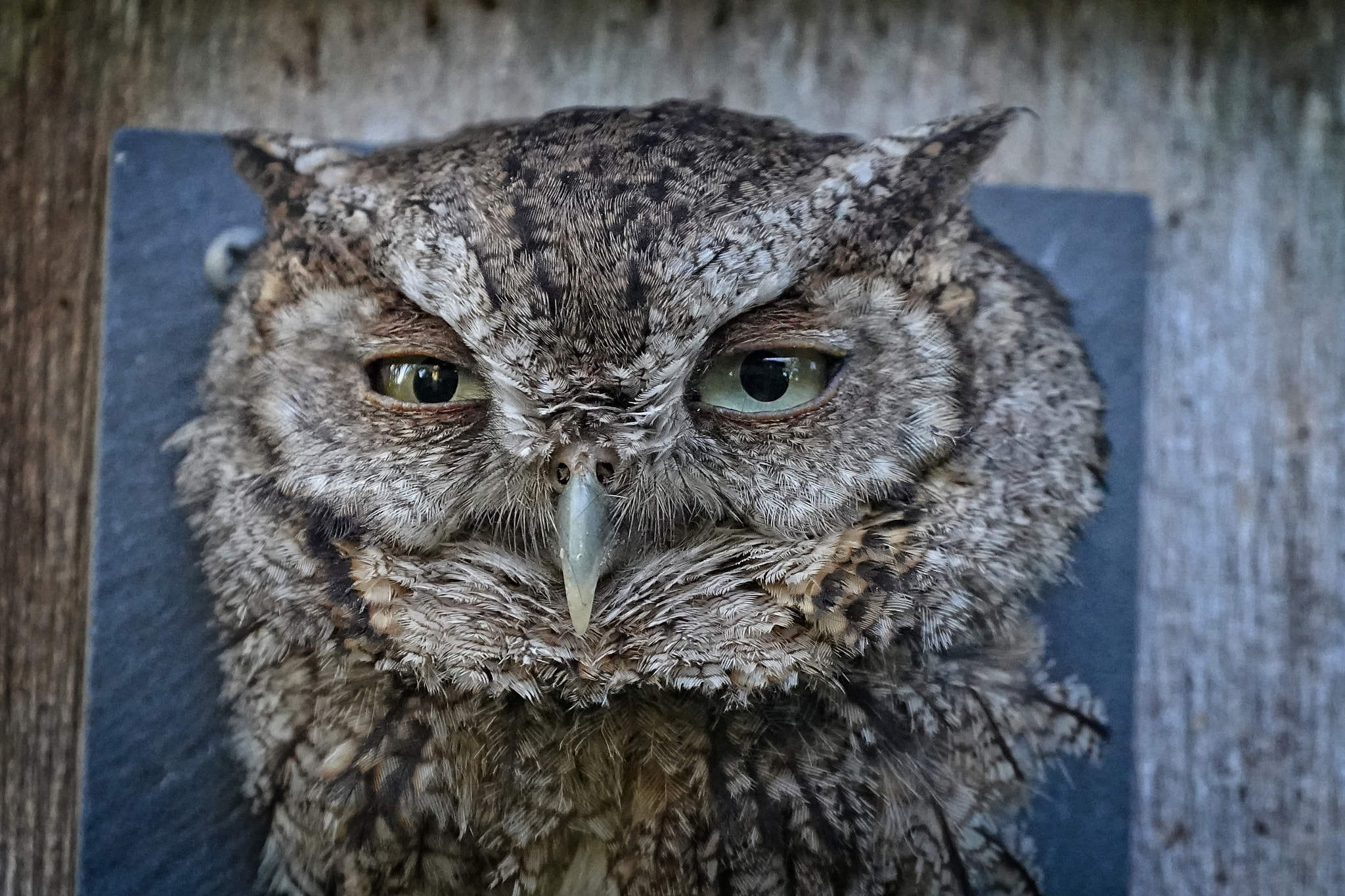 screech owl peering from my backyard birdhouse