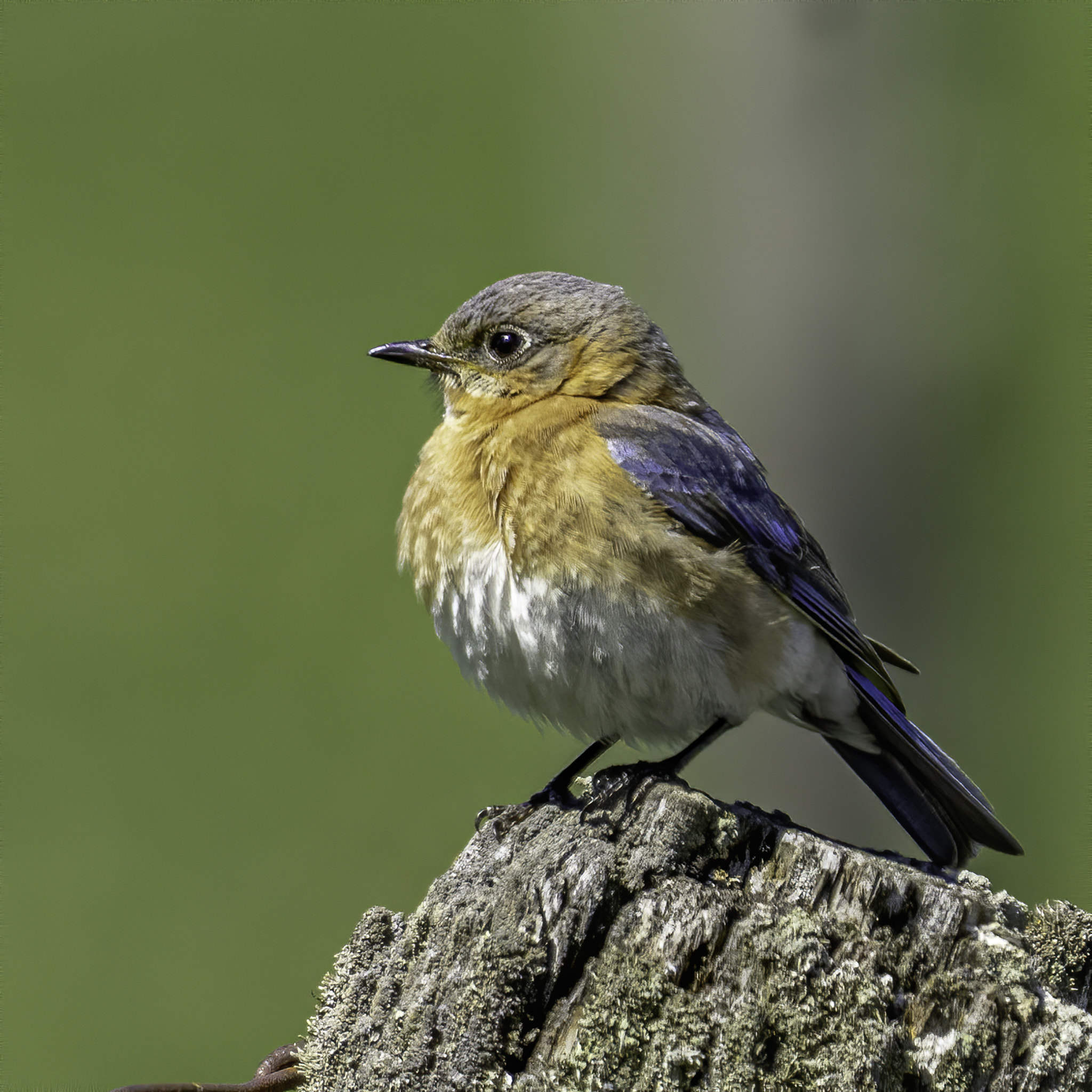 eastern bluebird (merlebleu de lest)