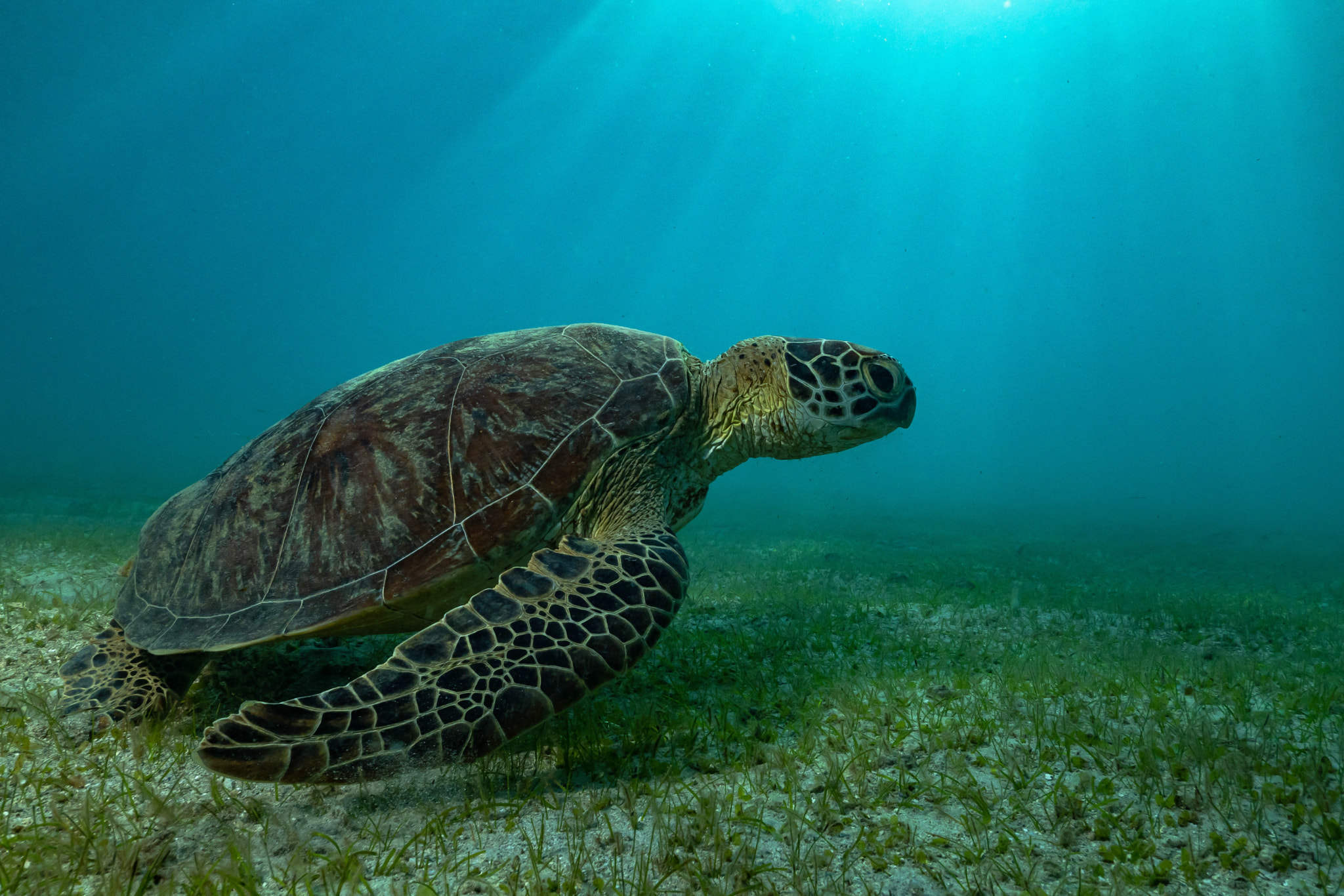 green turtle