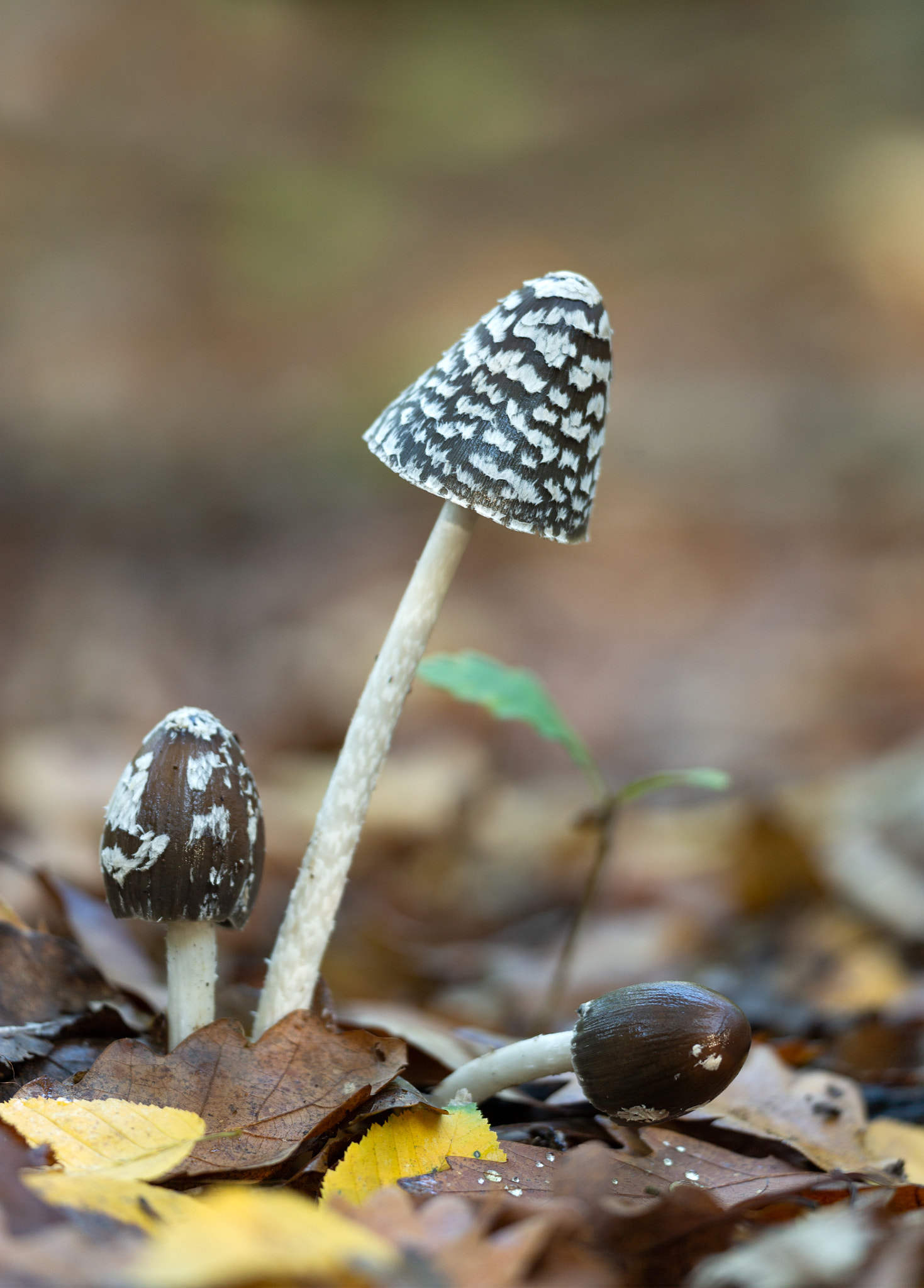 magpie fungus