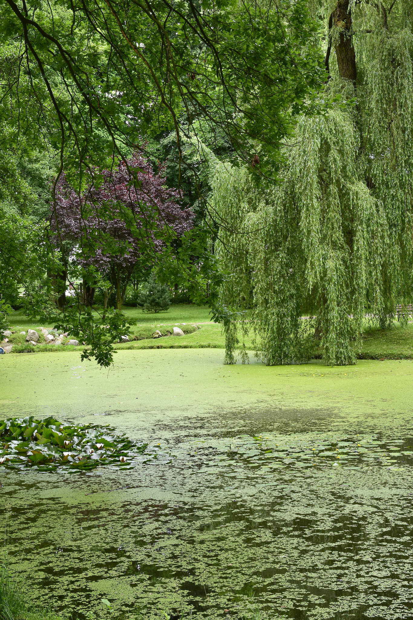 ecological pond, full of life in a green park.