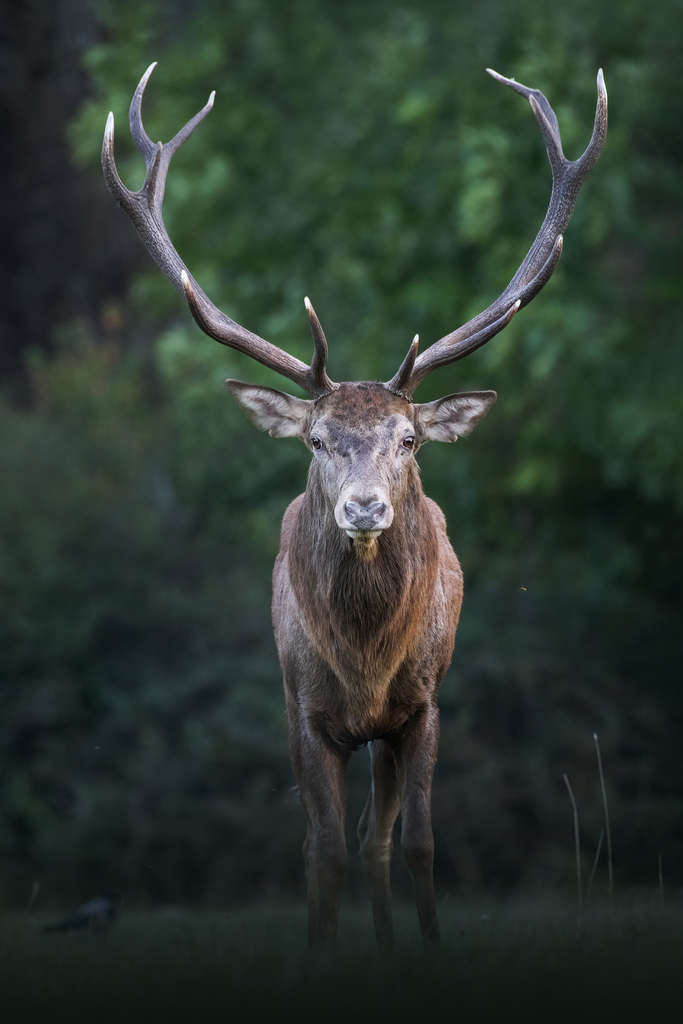 face to face动物摄影作品