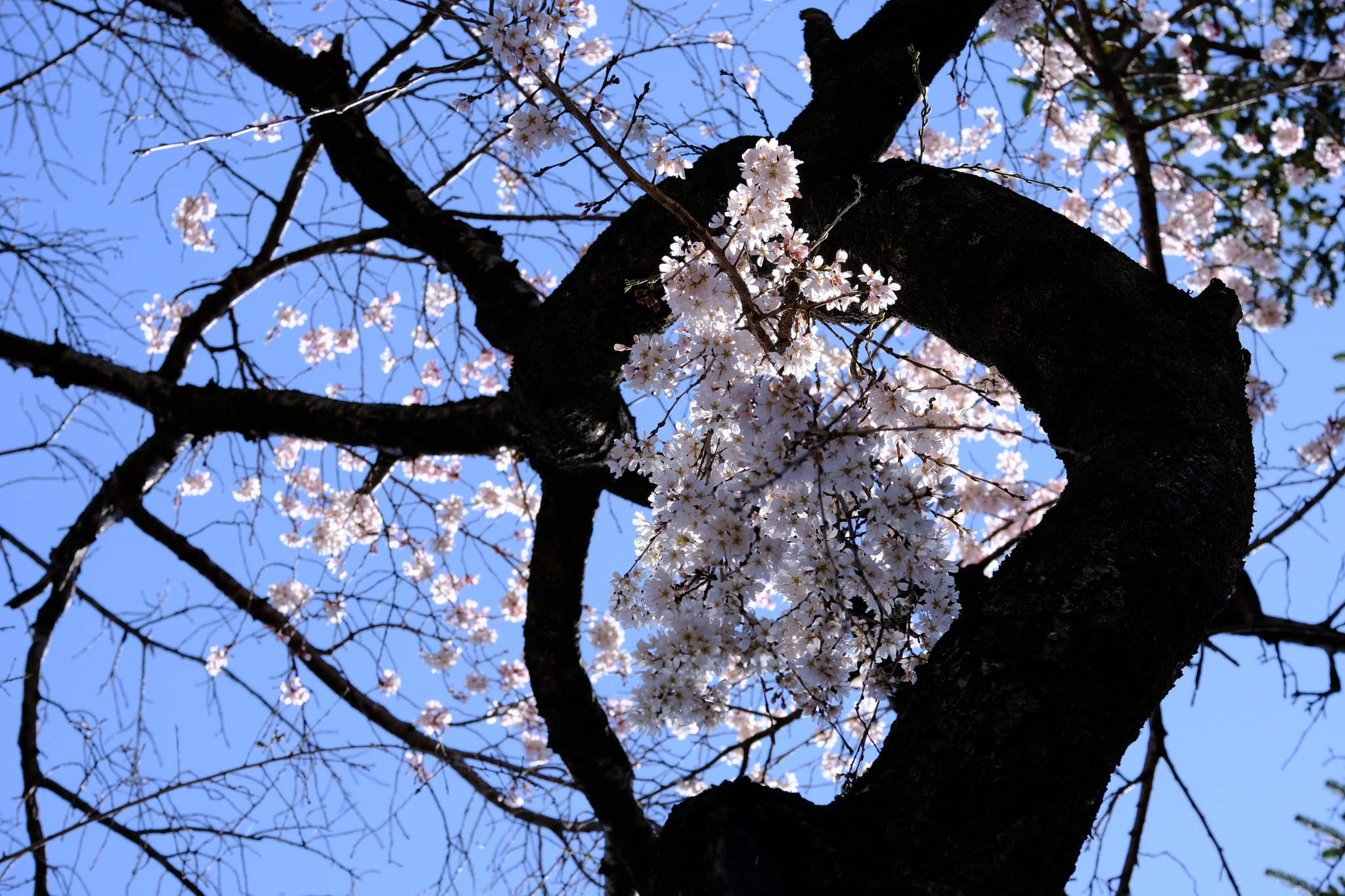 Cherry blossoms in a vortex摄影作品_植物摄影图片 - 500px摄影社区