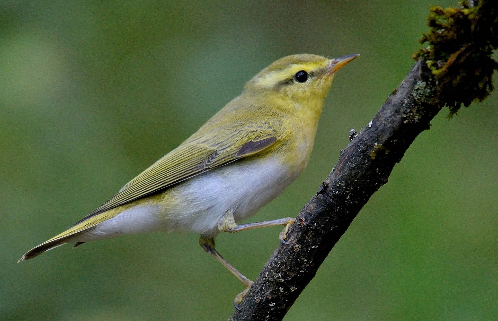 Pouillot Siffleur Waldlaubs nger Phylloscopus Sibilatrix pouillot-siffleur-waldlaubs-nger-phylloscopus-sibilatrix