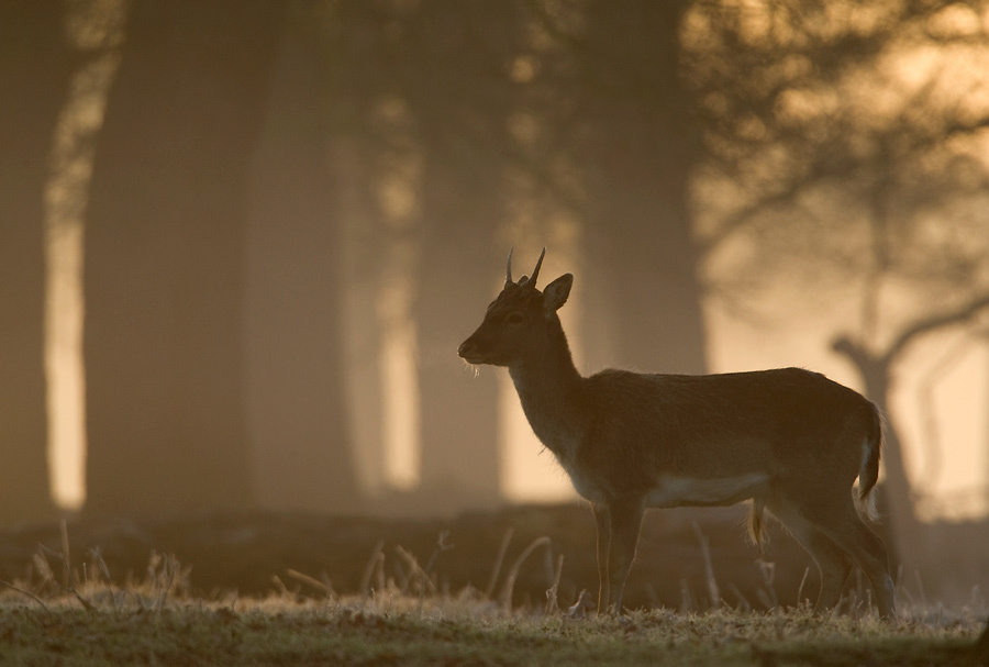 fallow deer