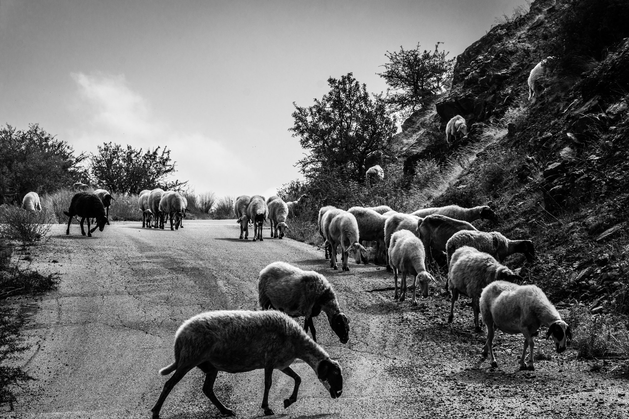 a flock of sheep on the street