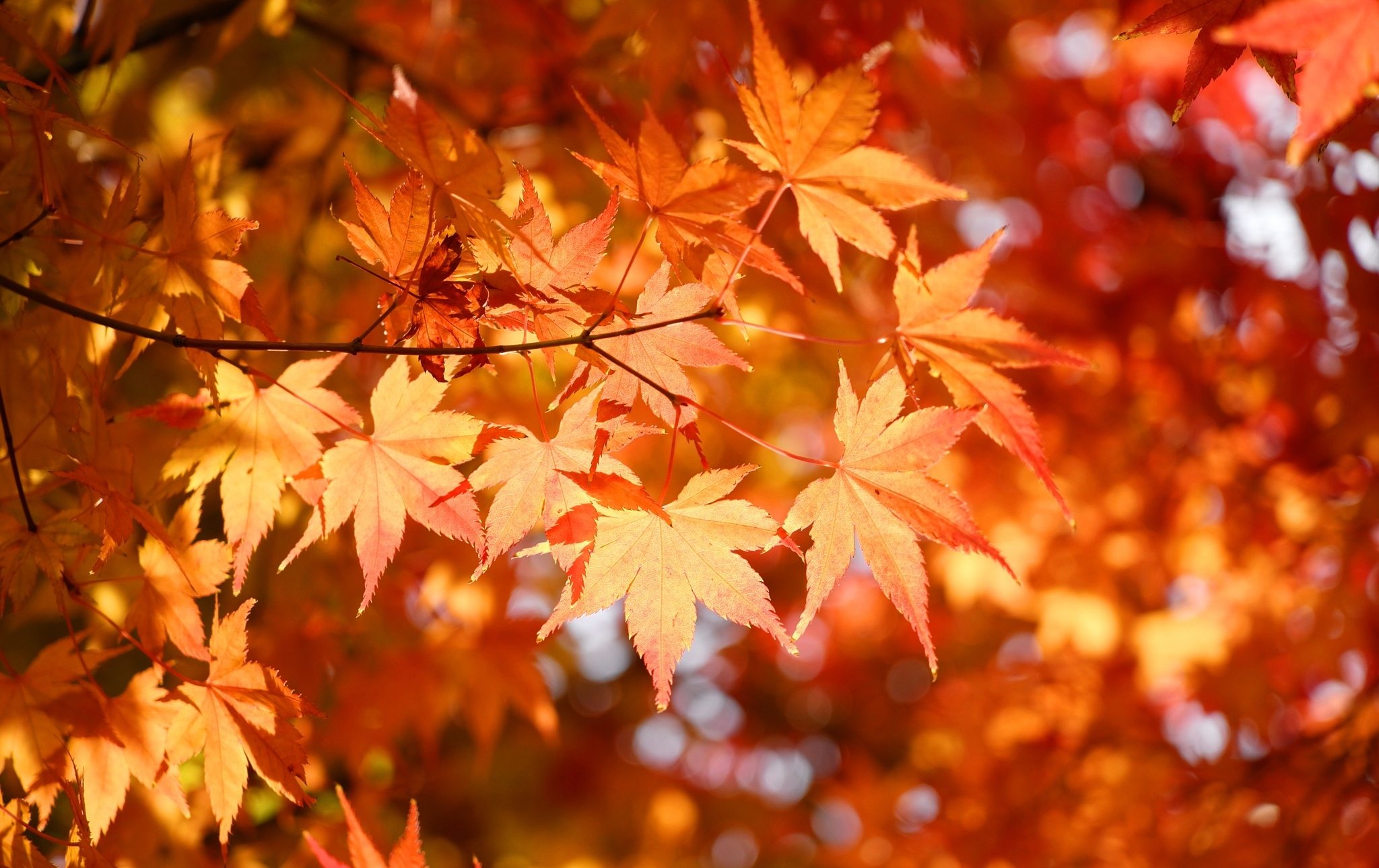 autumn maple colors