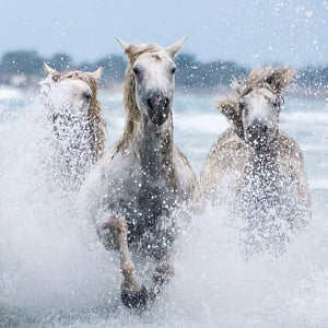 Josko  Simic 摄影师