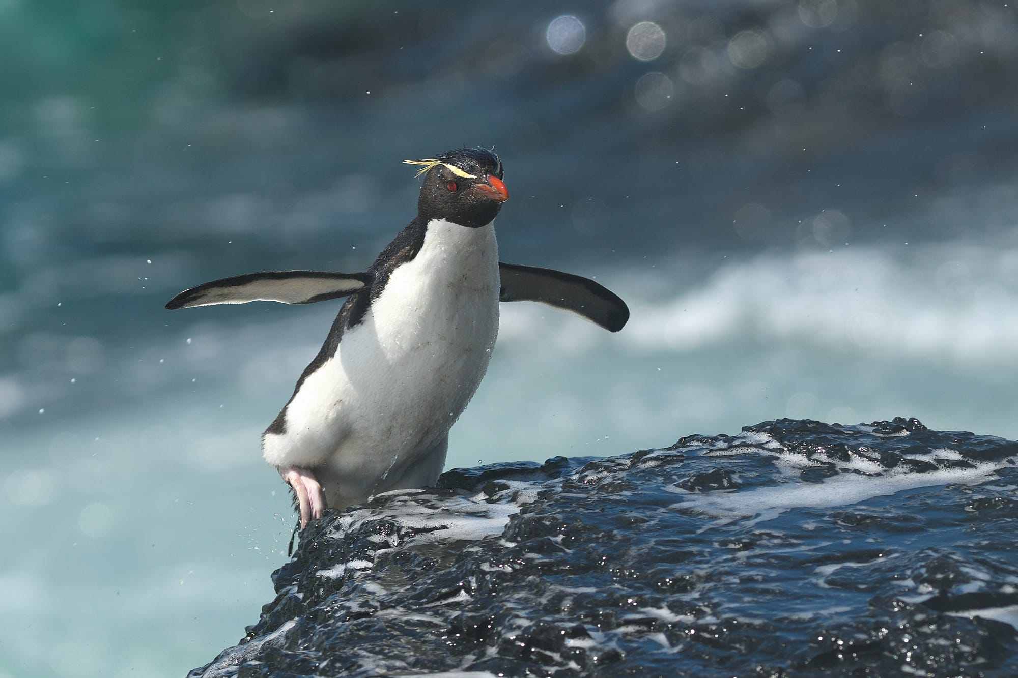 rockhopper penguin