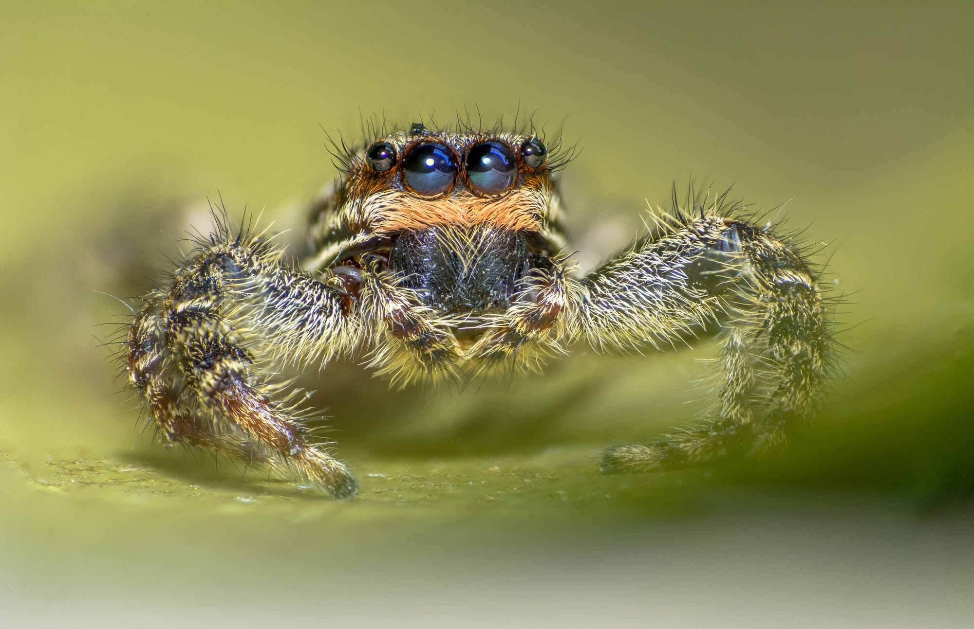 jumping spider
