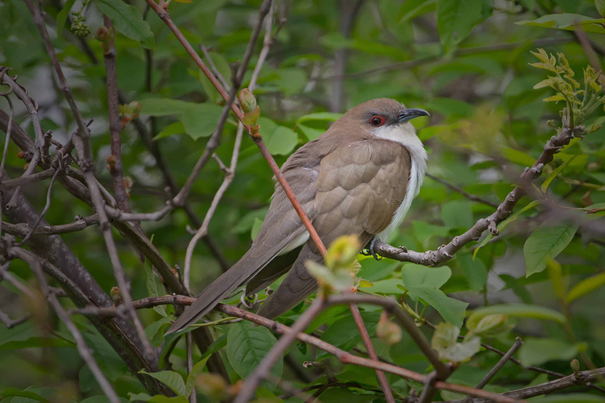 92 0 black-billed cuckoo this is a bird i was convinced i would