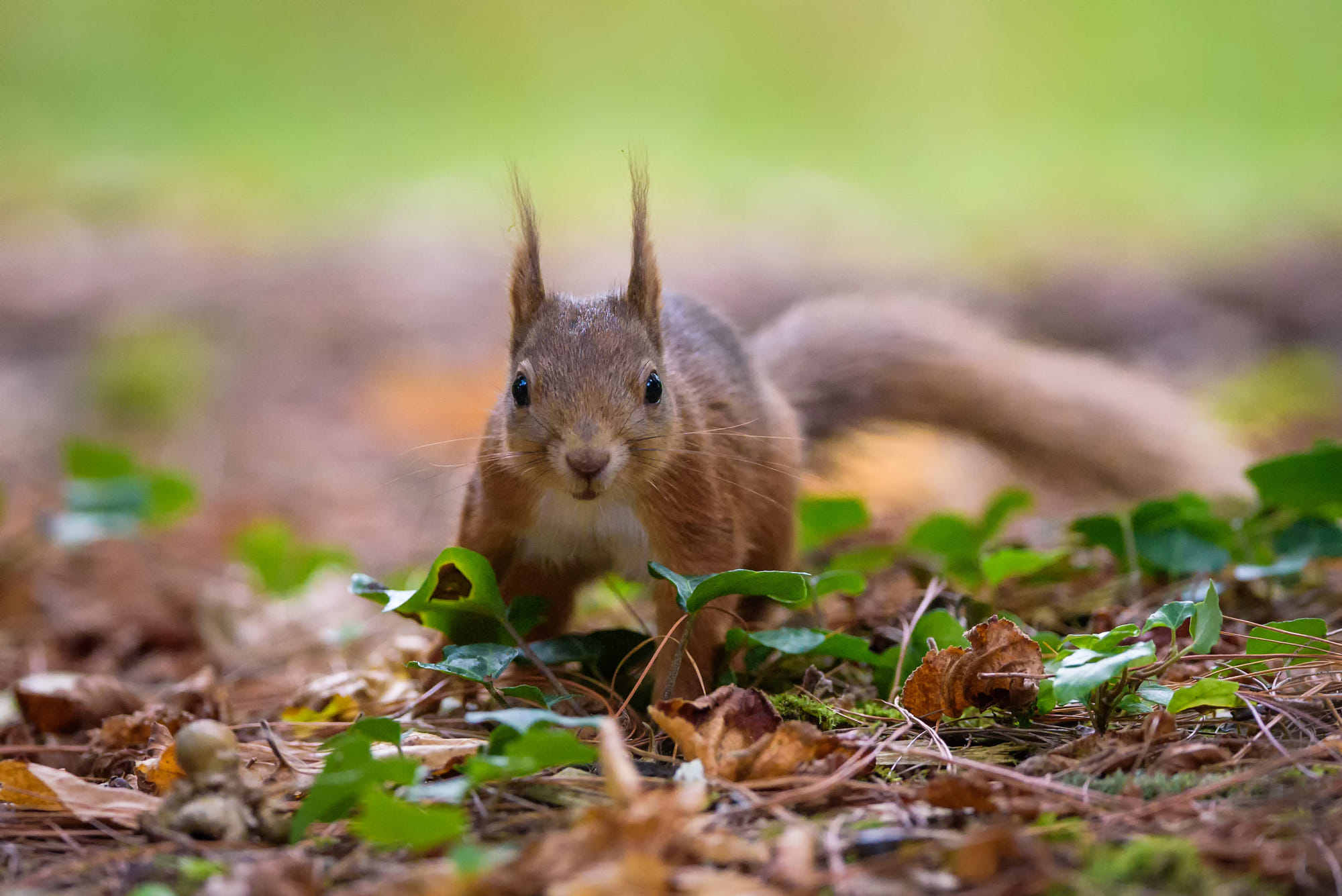 red squirrel