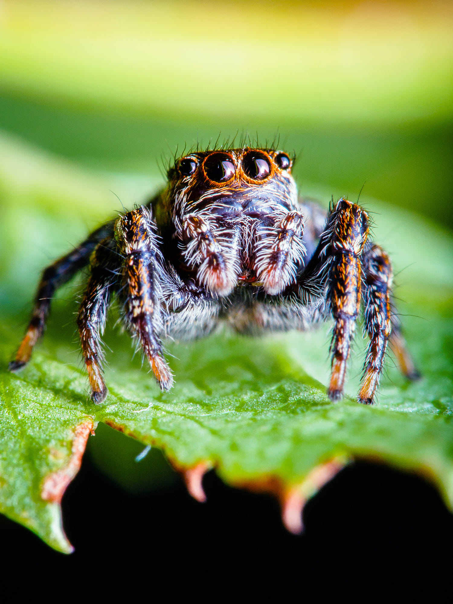 jumping spider 2018 | em5b4823.jpg