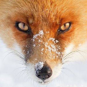Roeselien Raimond 摄影师
