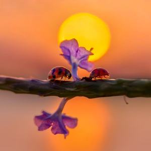 小季手机微距 摄影师