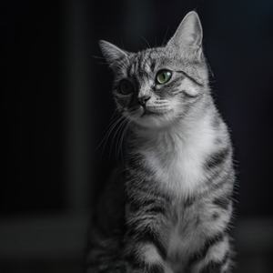 我和猫猫 摄影师