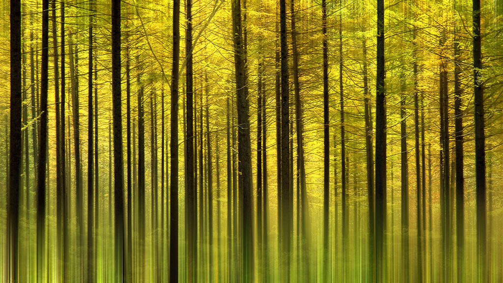 静静的丛林摄影照片