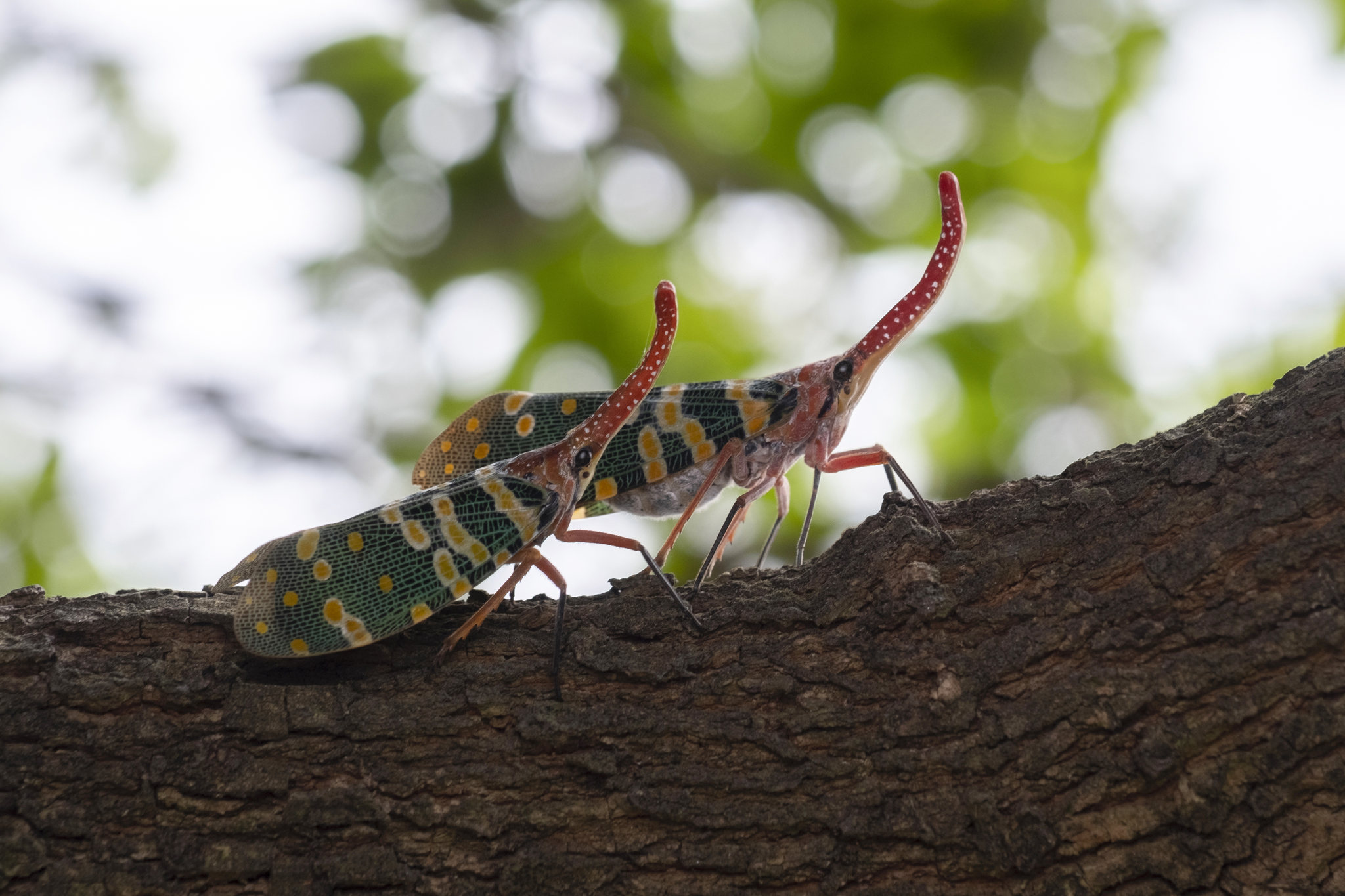 龙眼鸡(fulfora candelaria)