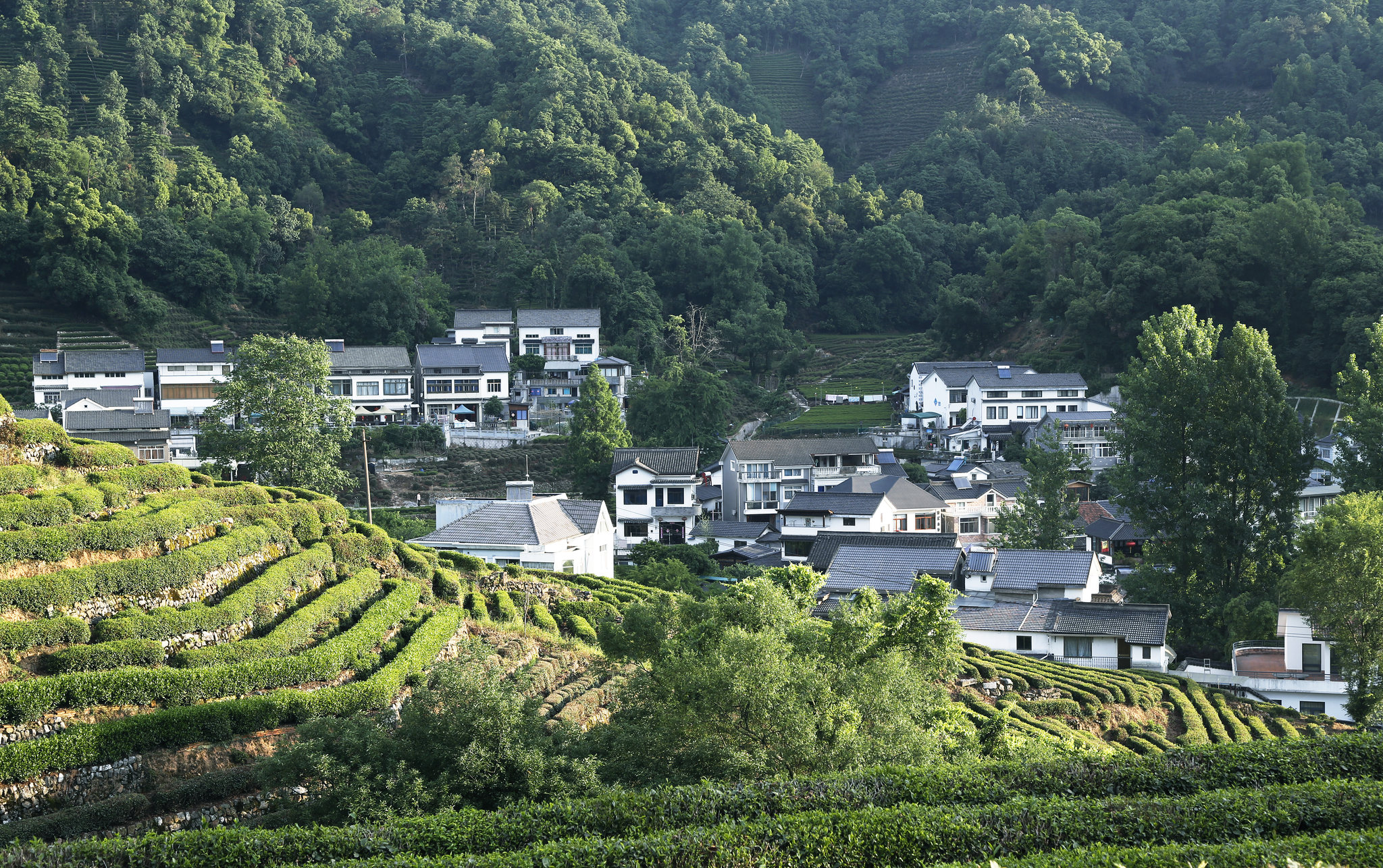 茶园与美丽乡村-浙江杭州龙井村