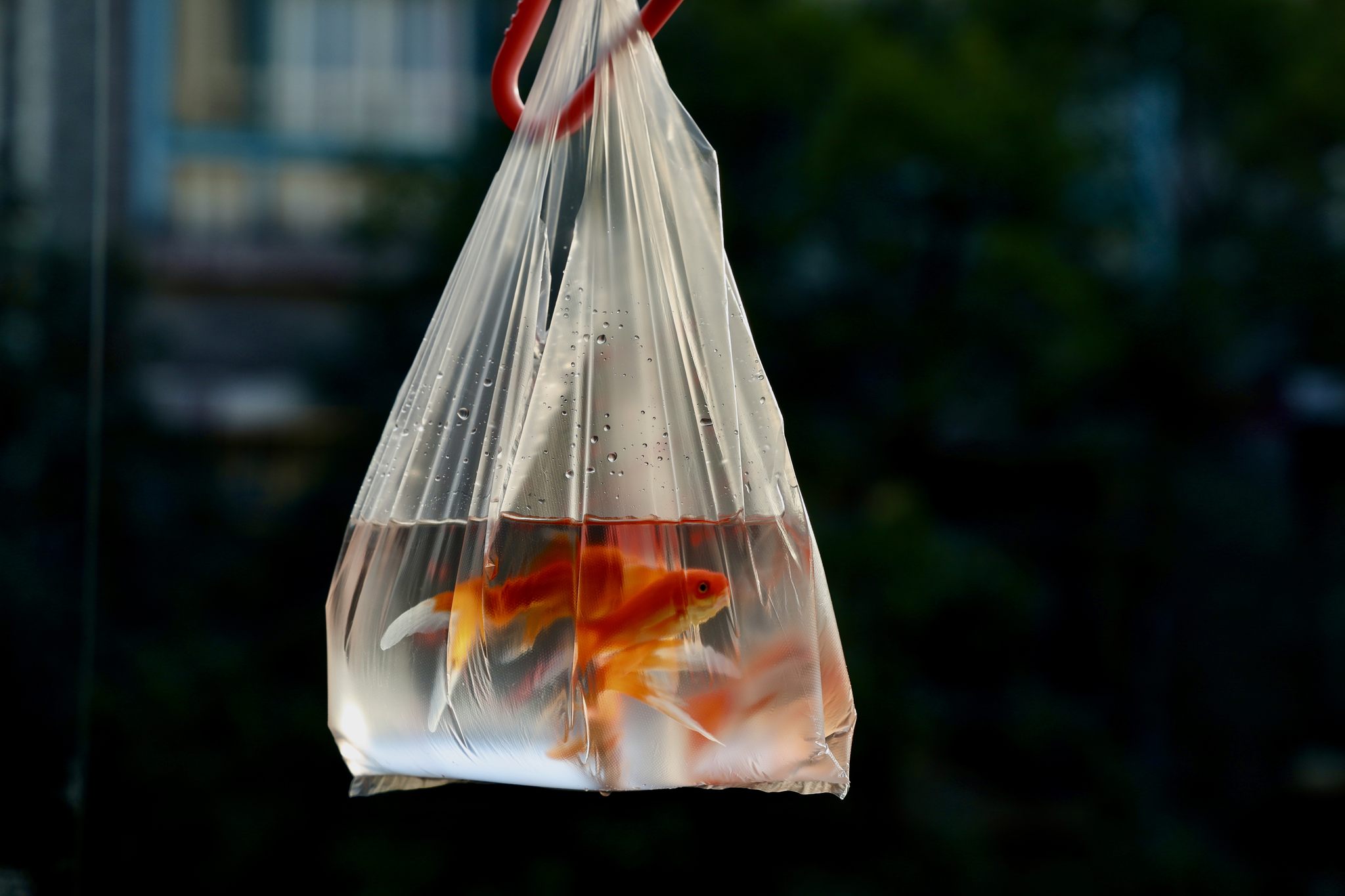 白色塑料袋里的金鱼