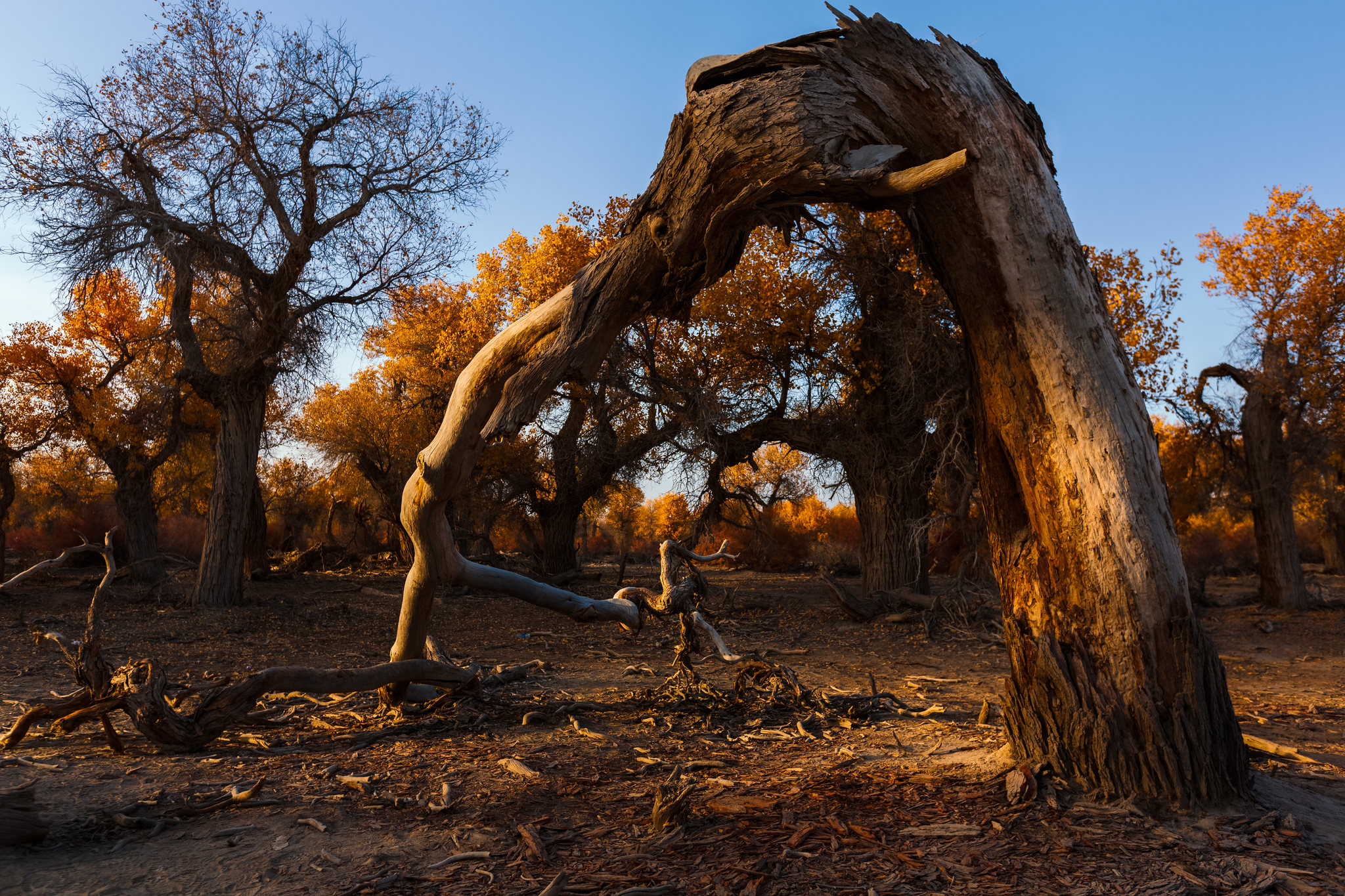 新疆轮台千年胡杨古木