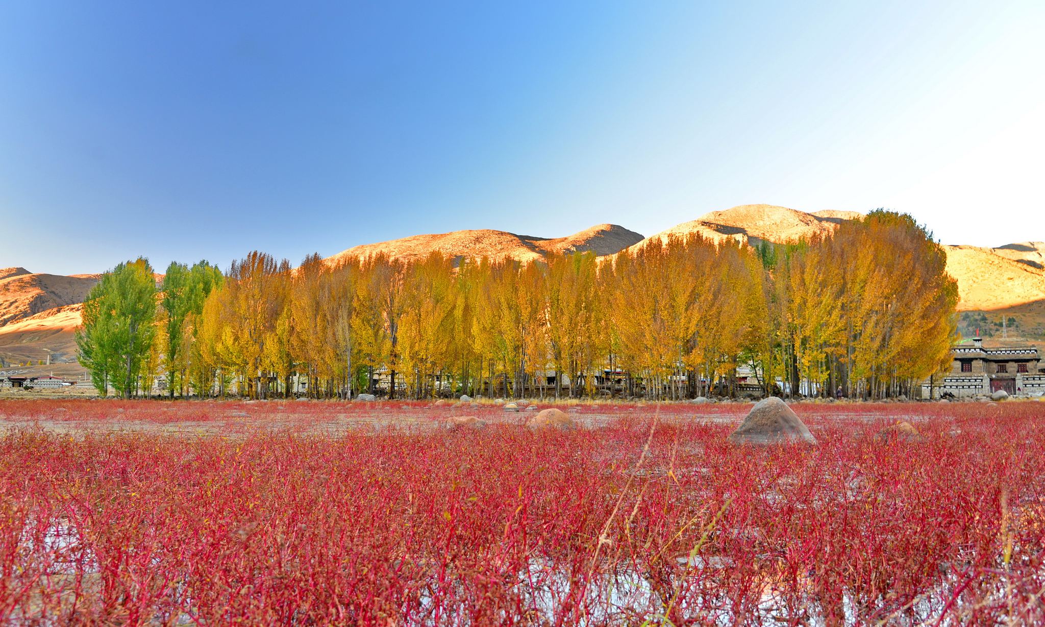 稻城亚丁旅途,网红热门景点之一,深秋时节的红草地.