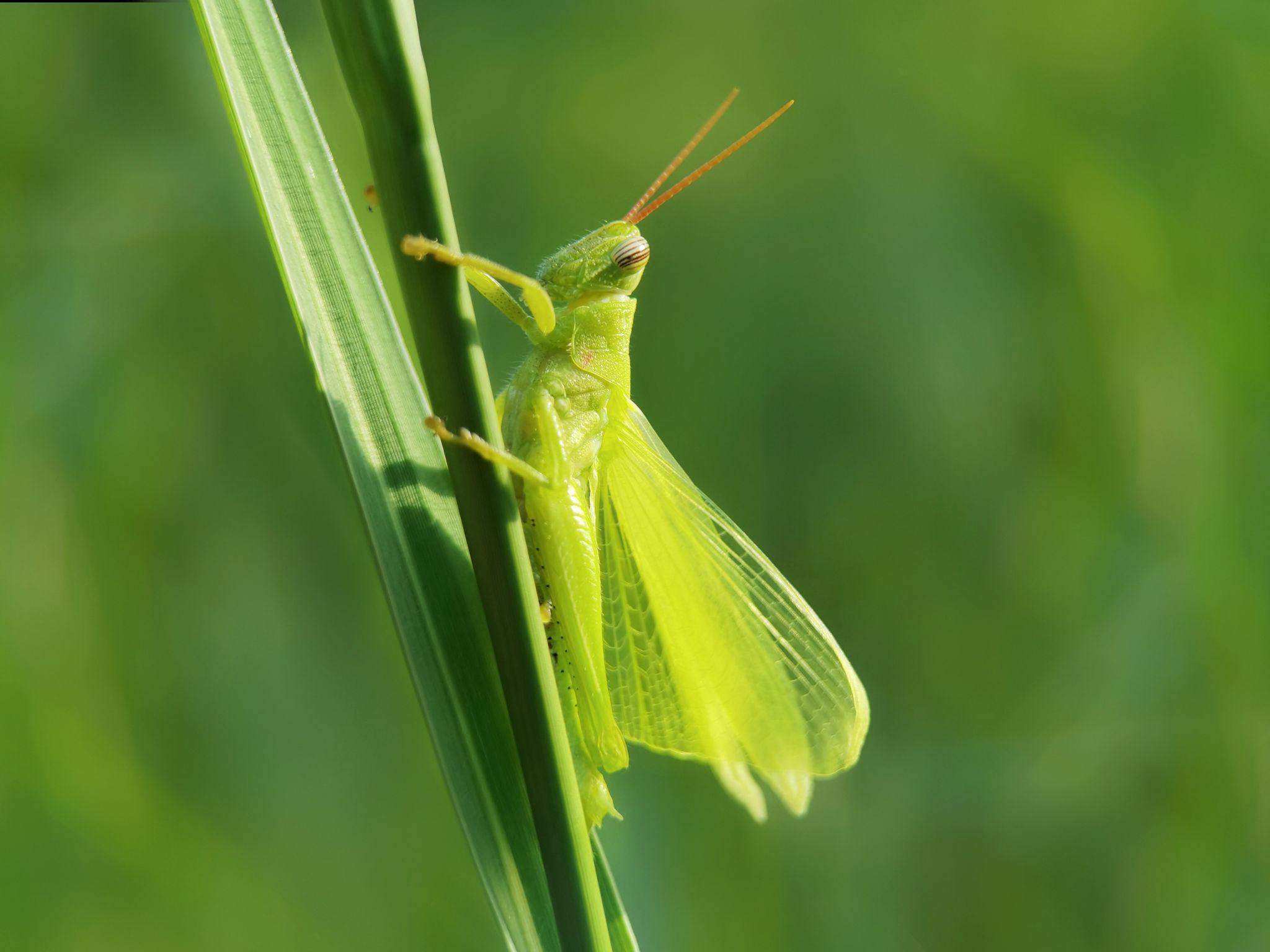 沐浴阳光的蚱蜢