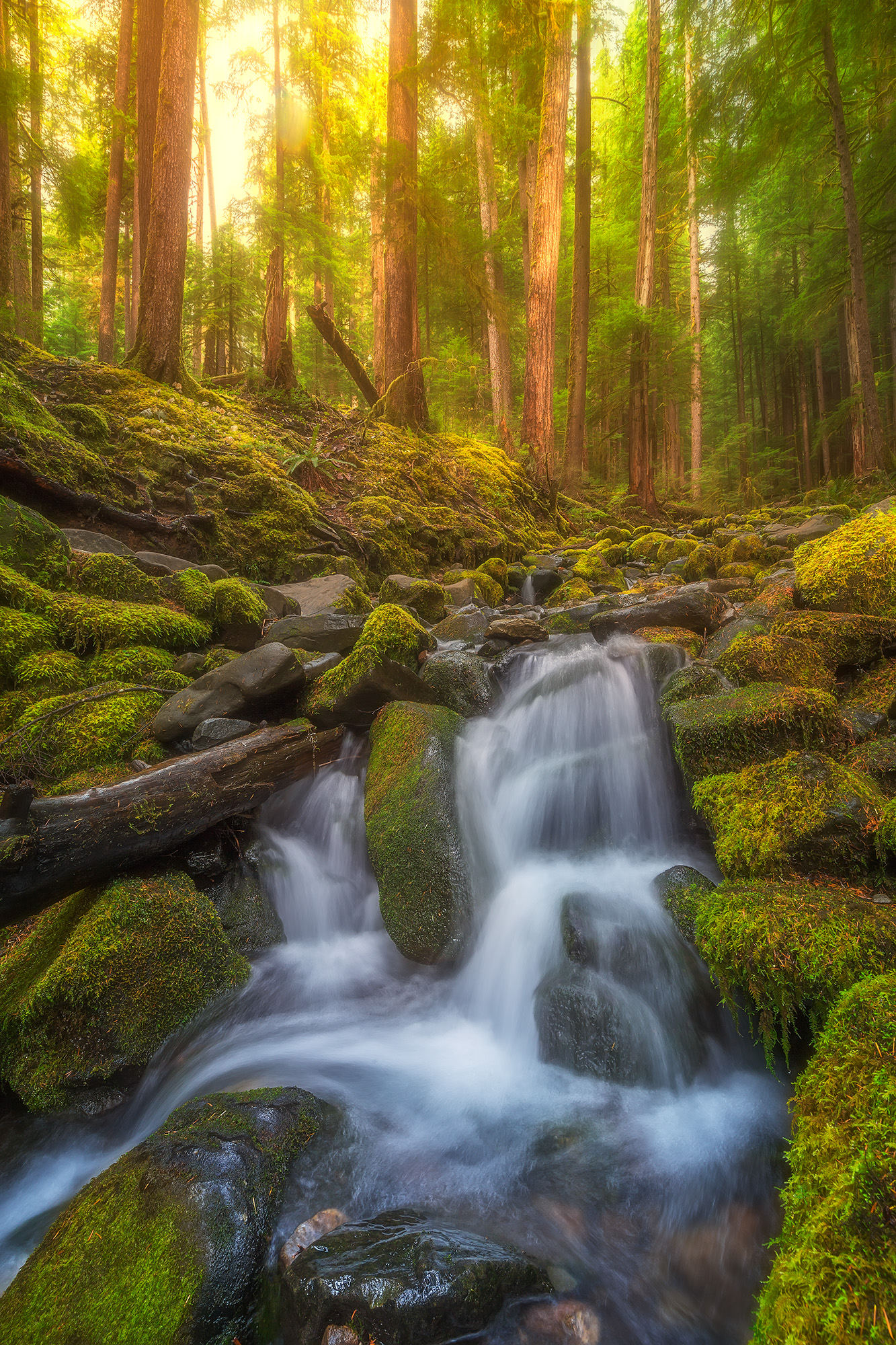 密林深处into the rainforest
