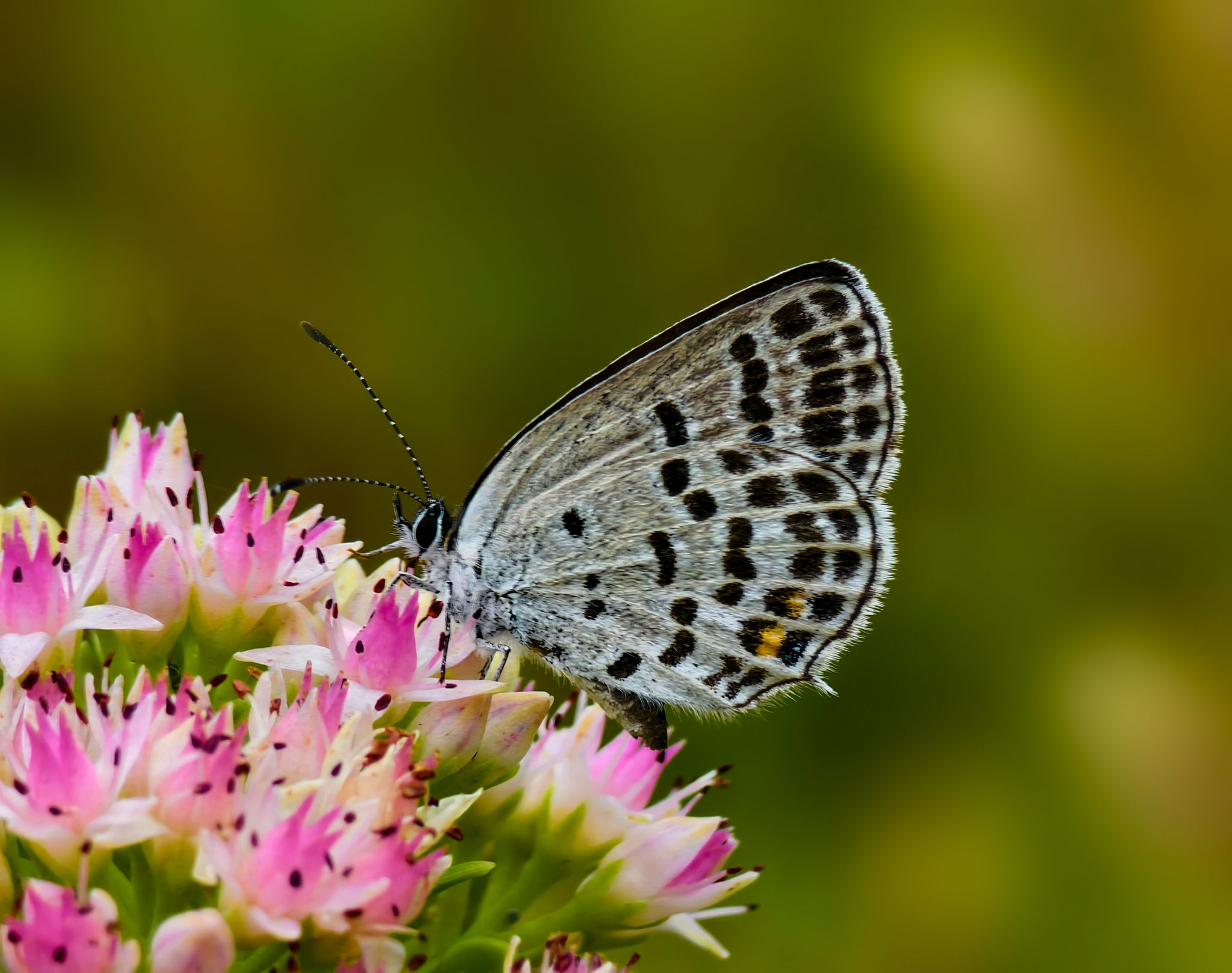 蝴蝶在粉红色花朵上授粉的特写镜头
