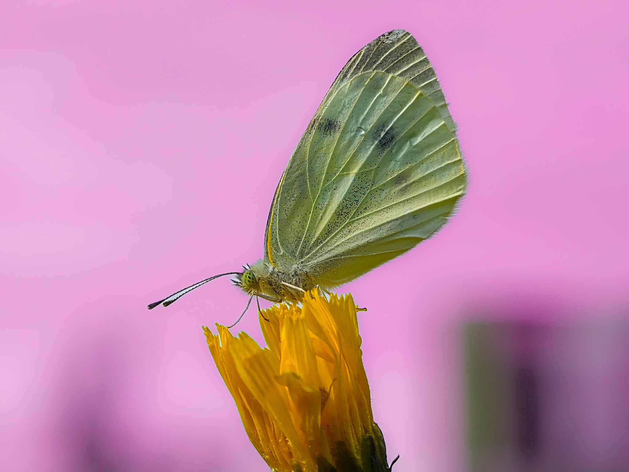 蝴蝶在粉红色花朵上授粉的特写镜头