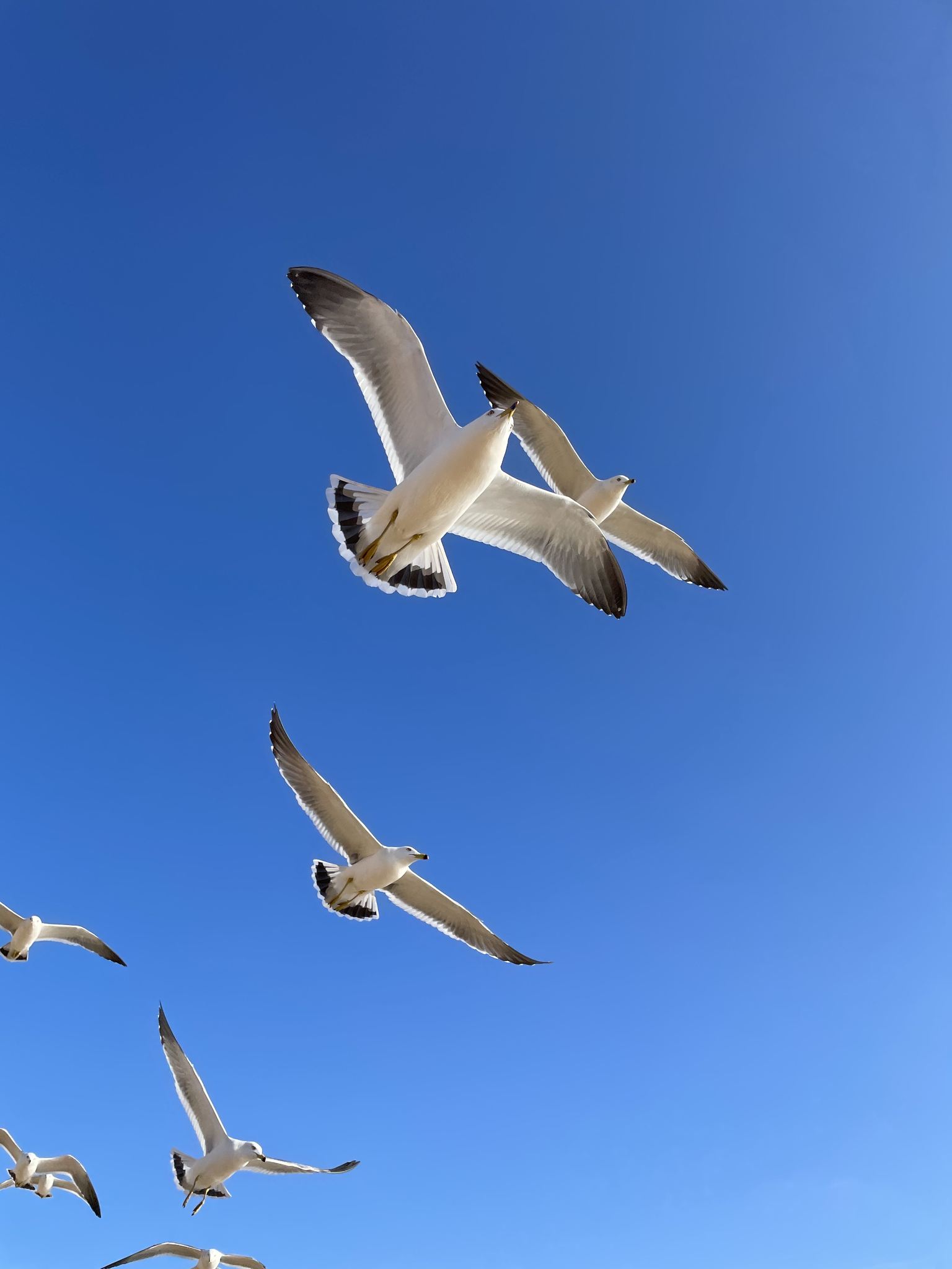 海鸥逆天飞行的低角度视图