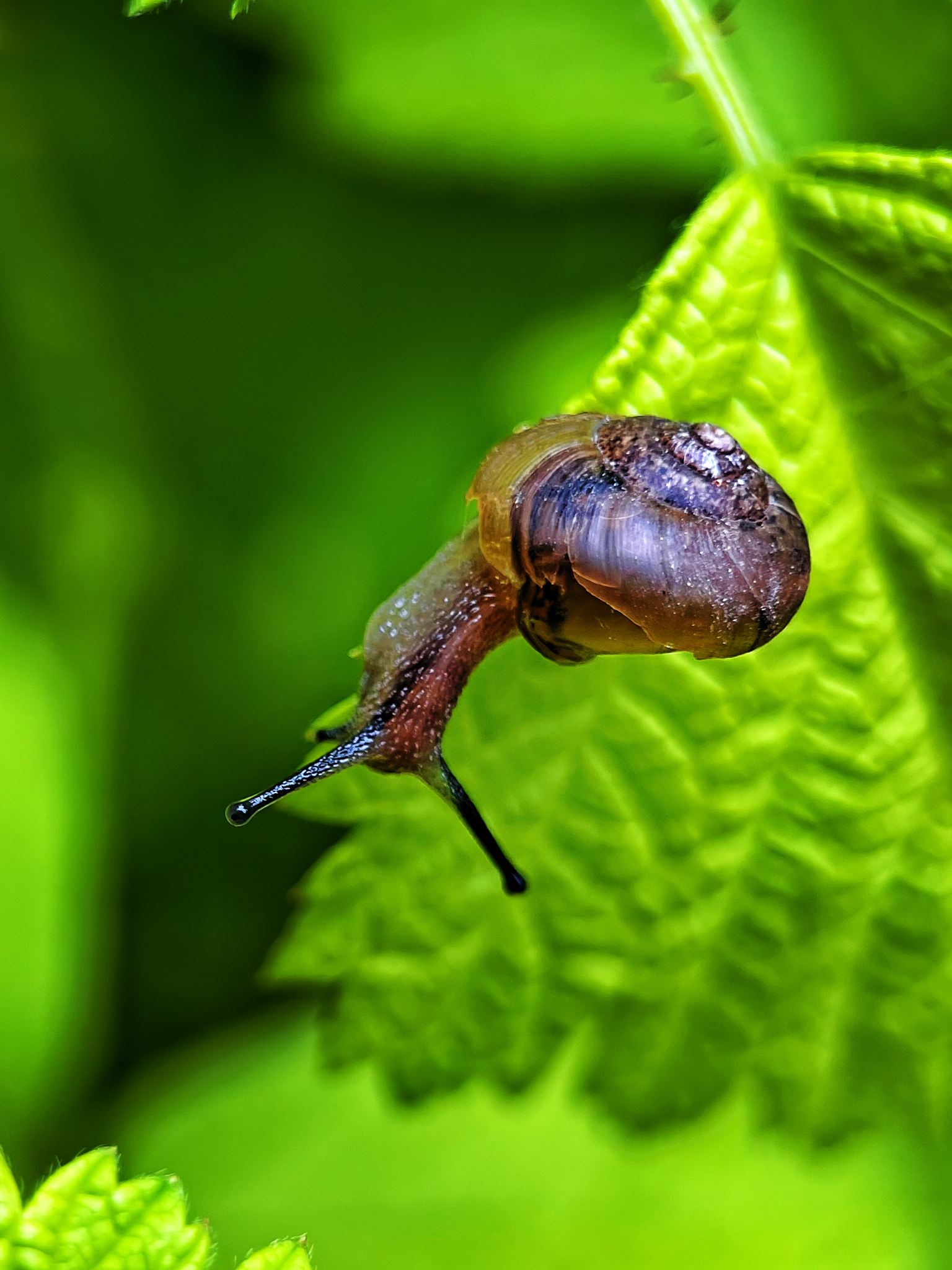 植物上的蜗牛特写镜头