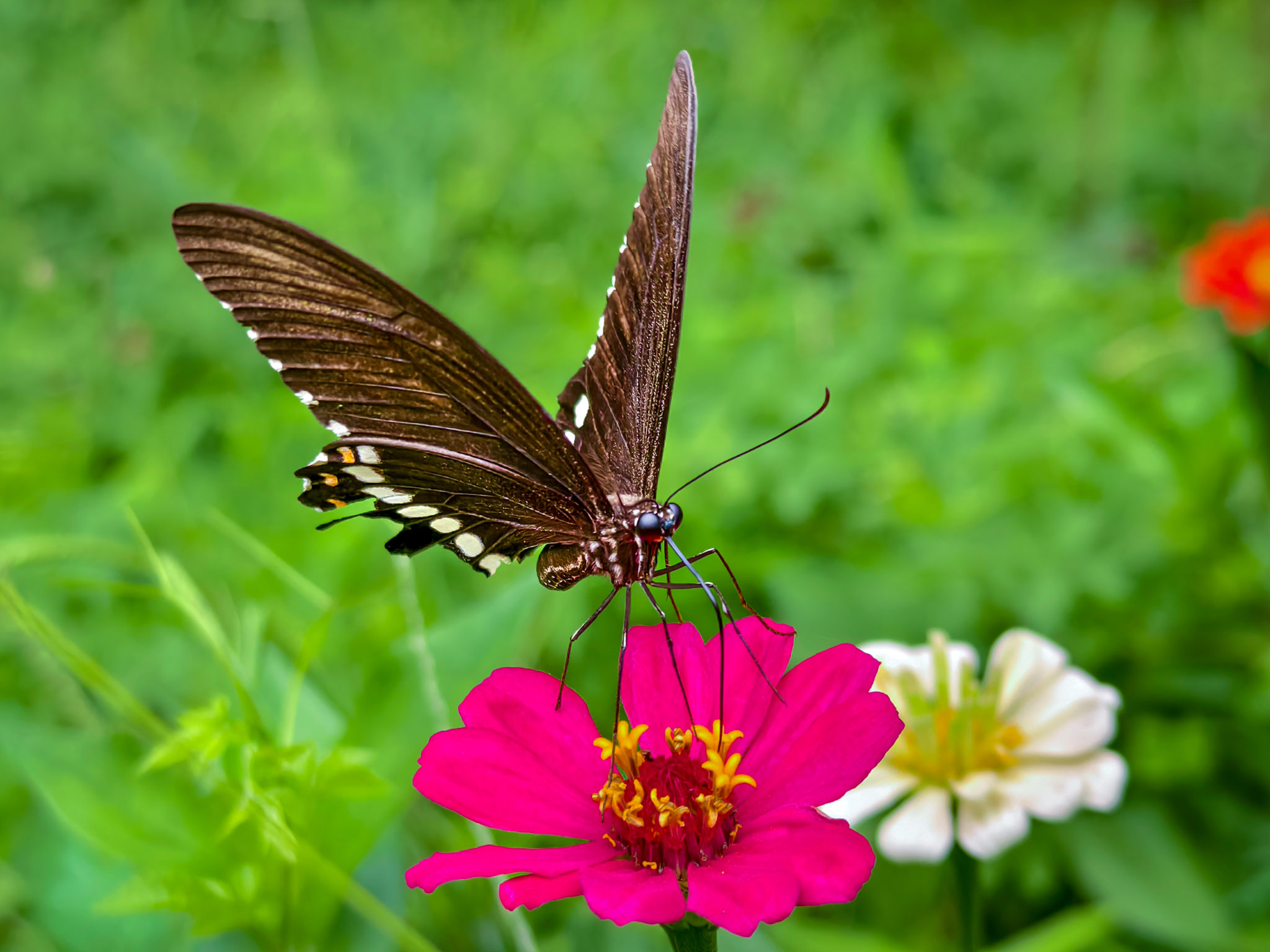 蝴蝶在花上授粉的特写镜头