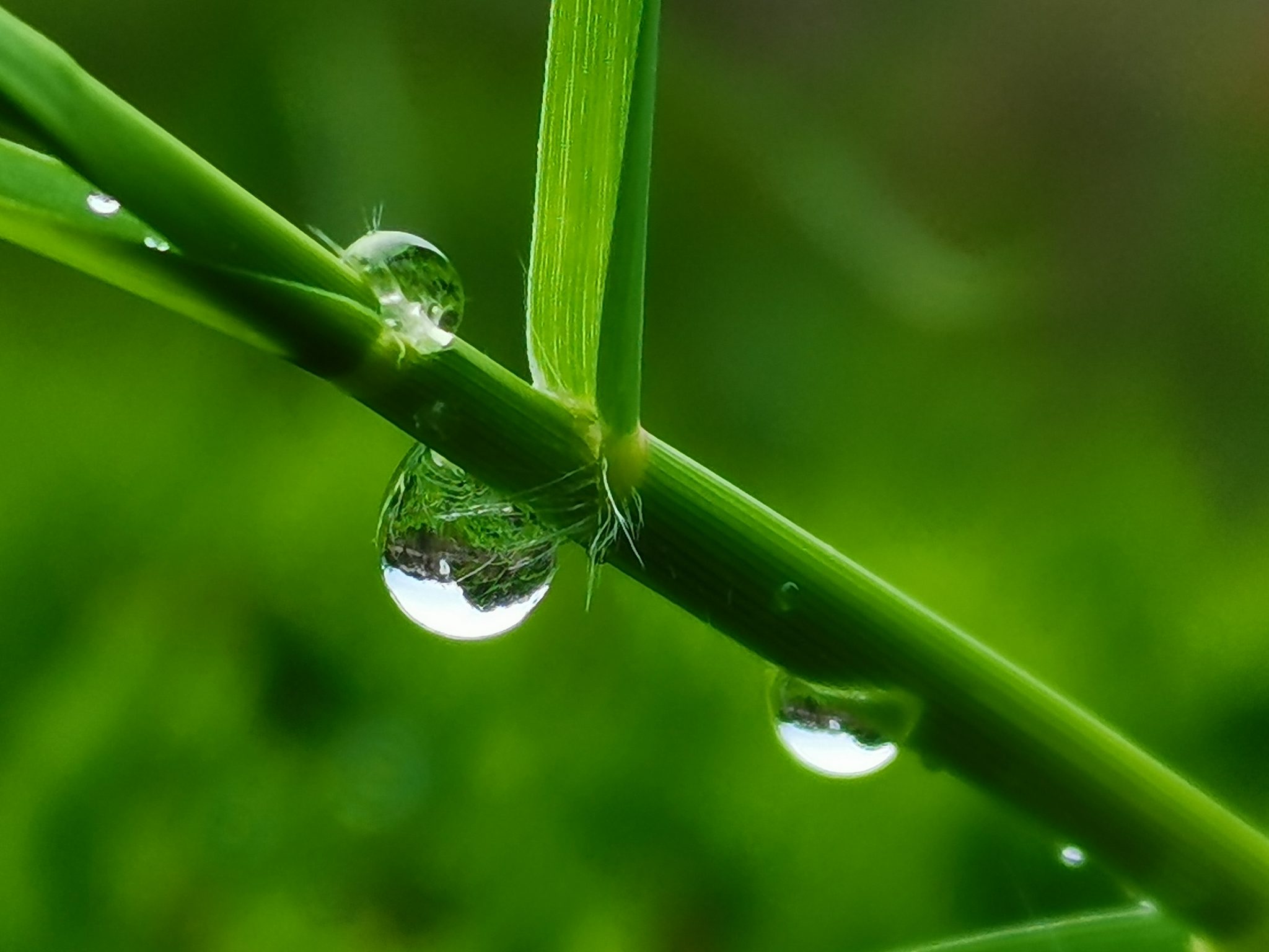 漂亮雨珠图片图片