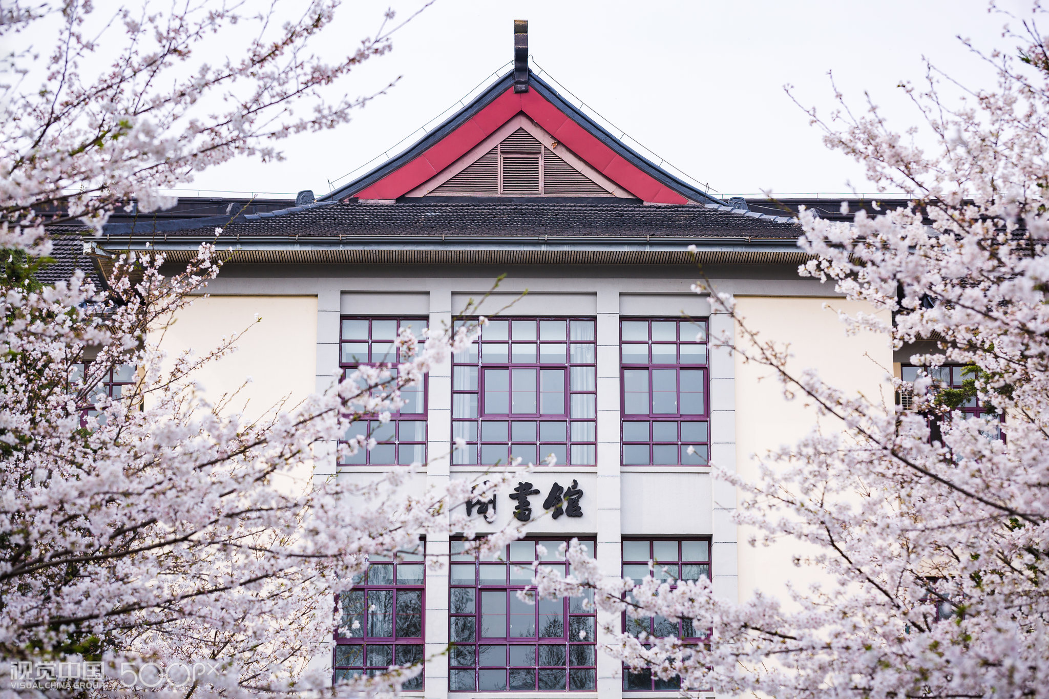 樱花1 南京林业大学樱花大道