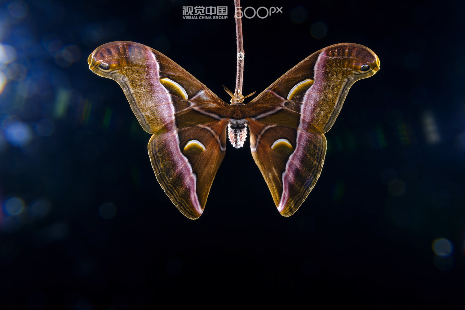 莫尔国家公园中的天蚕蛾，加纳拉拉班加 (© Robert Thompson/Minden Pictures) @20200930 | NiceBing 必应美图 - 精彩世界,一触即发